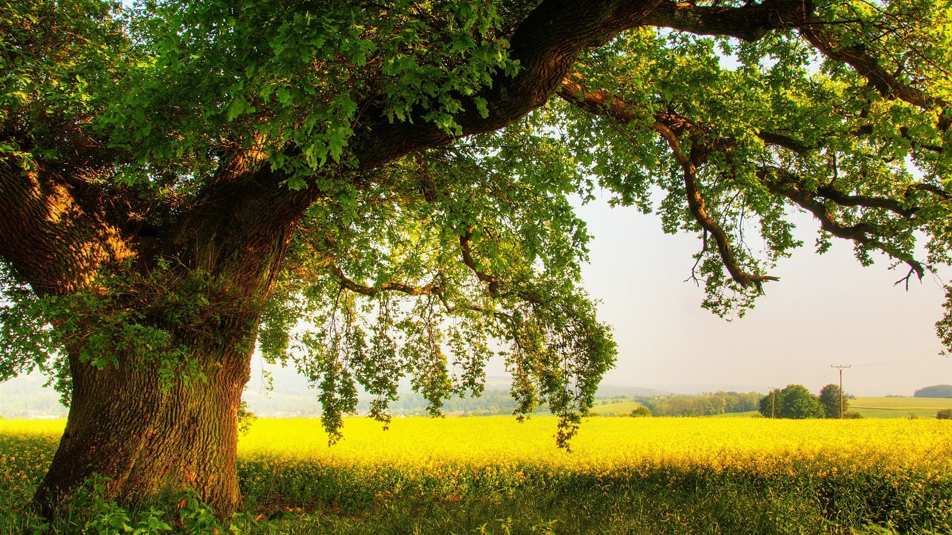 Oak Tree, Oak tree summer, Landscape beauty, Tree scenery, 1920x1080 Full HD Desktop