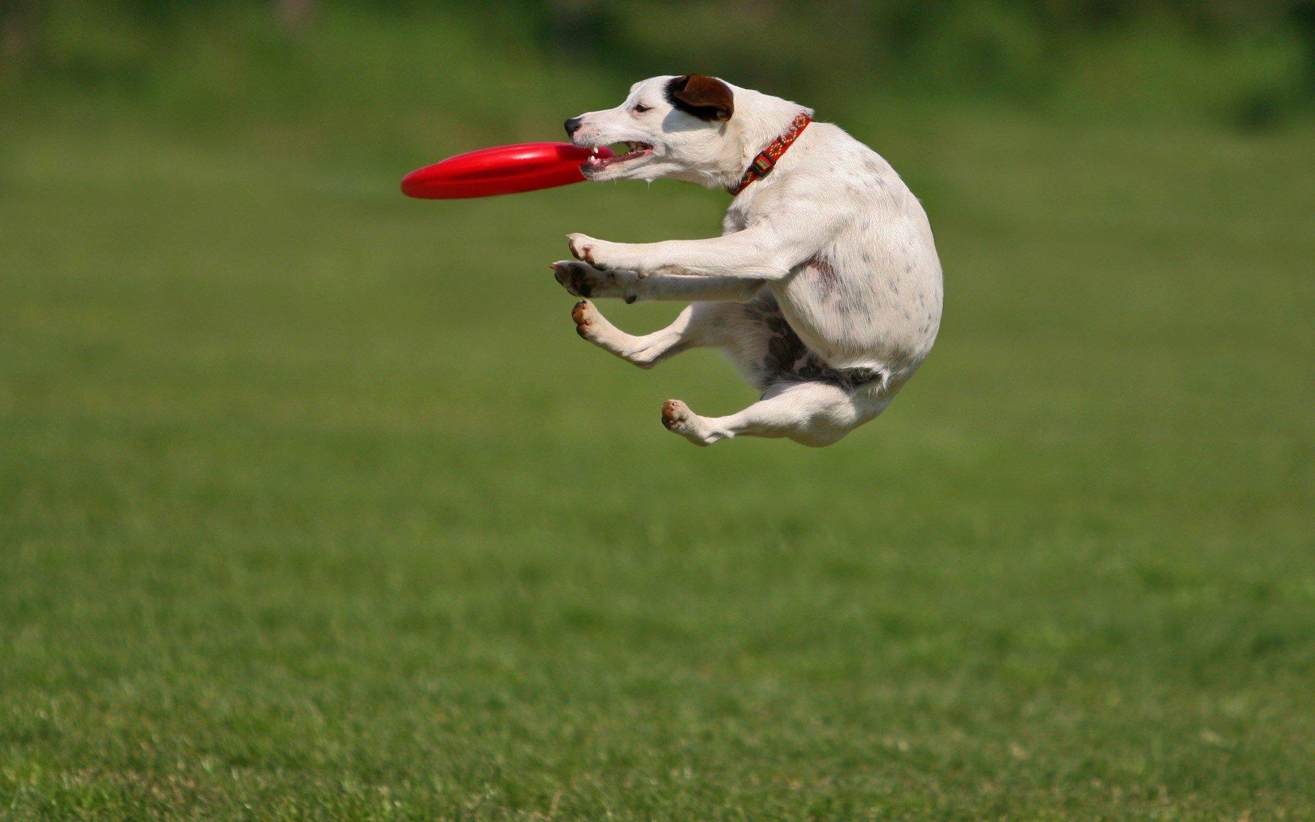 Frisbee wallpapers, 1920x1200 HD Desktop