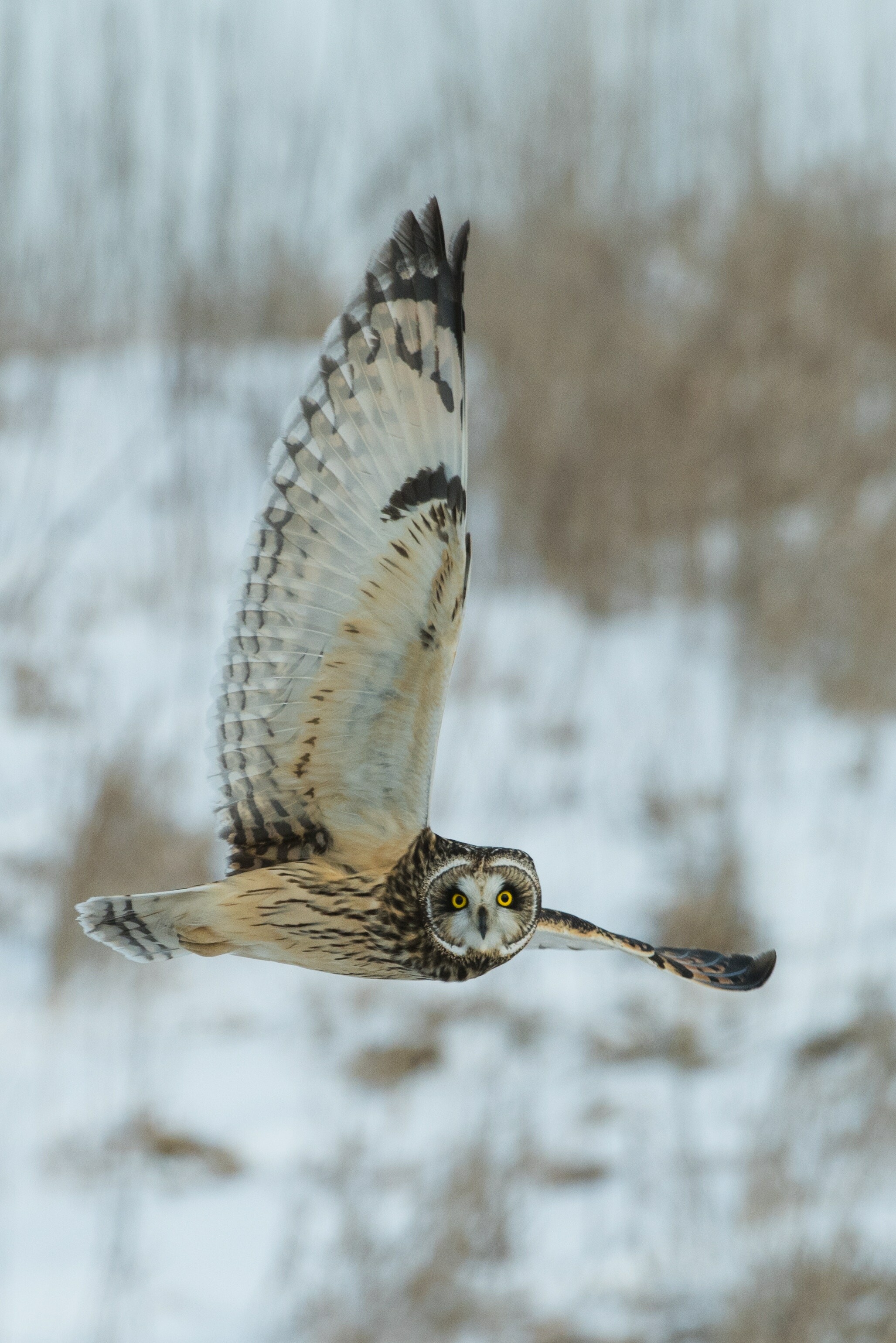 Grey owl in the snow wallpapers, Stunning bird photography, Winter wonderland, Nocturnal beauty, 2060x3080 HD Phone