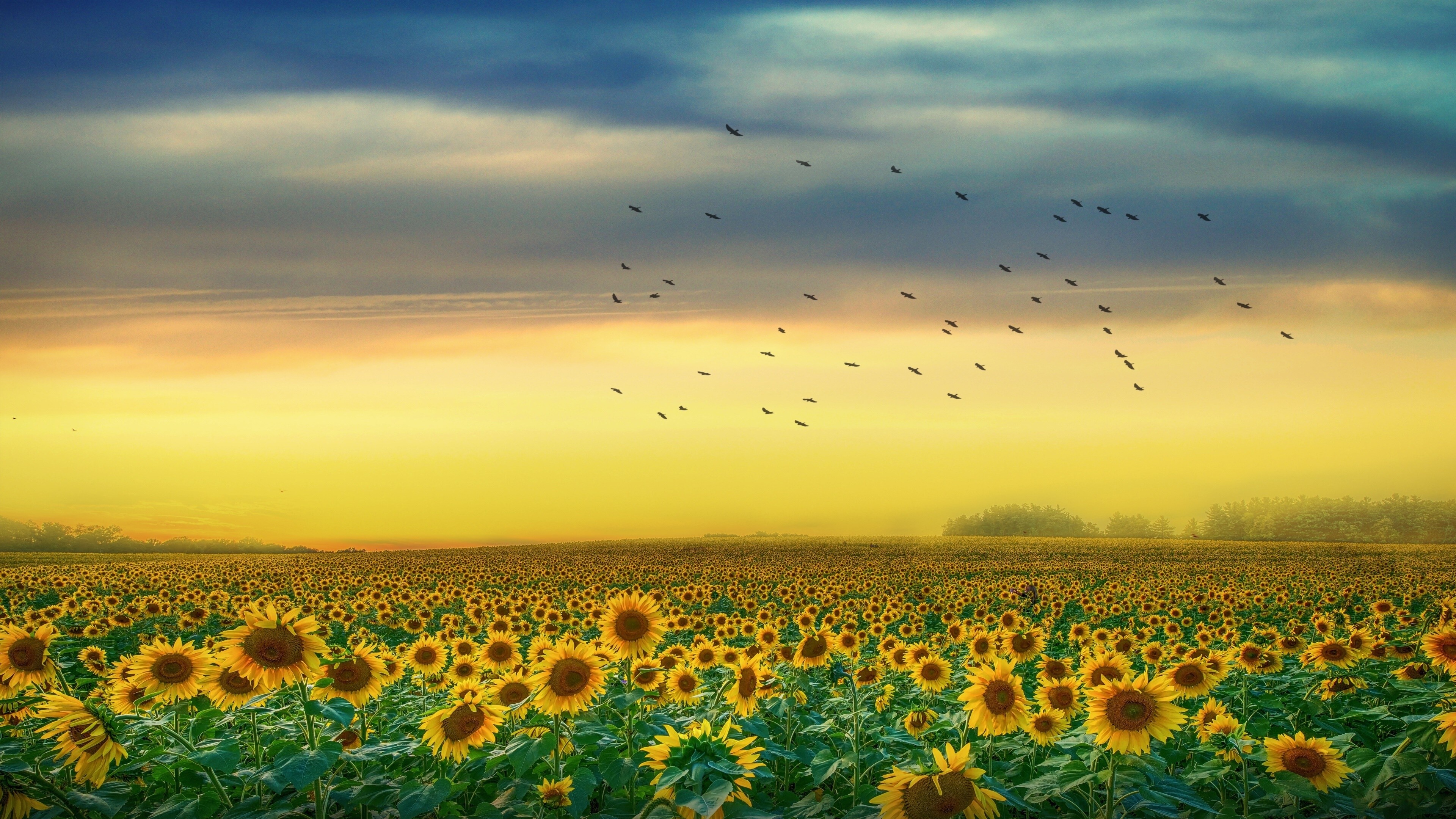 Sunflower field at sunset, Mesmerizing beauty, 4k Ultra HD wallpaper, Serene nature, 3840x2160 4K Desktop