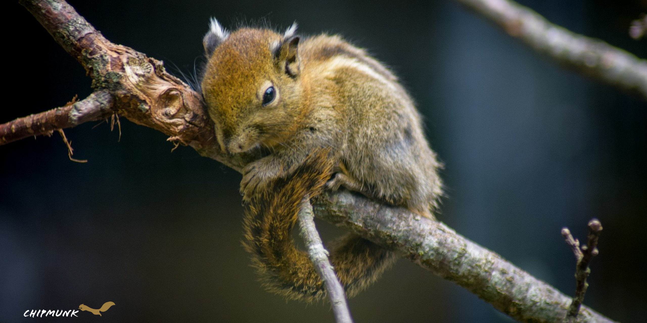 Chipmunk on branch, HD wallpaper, Nature's perch, Kde store, 2560x1280 Dual Screen Desktop