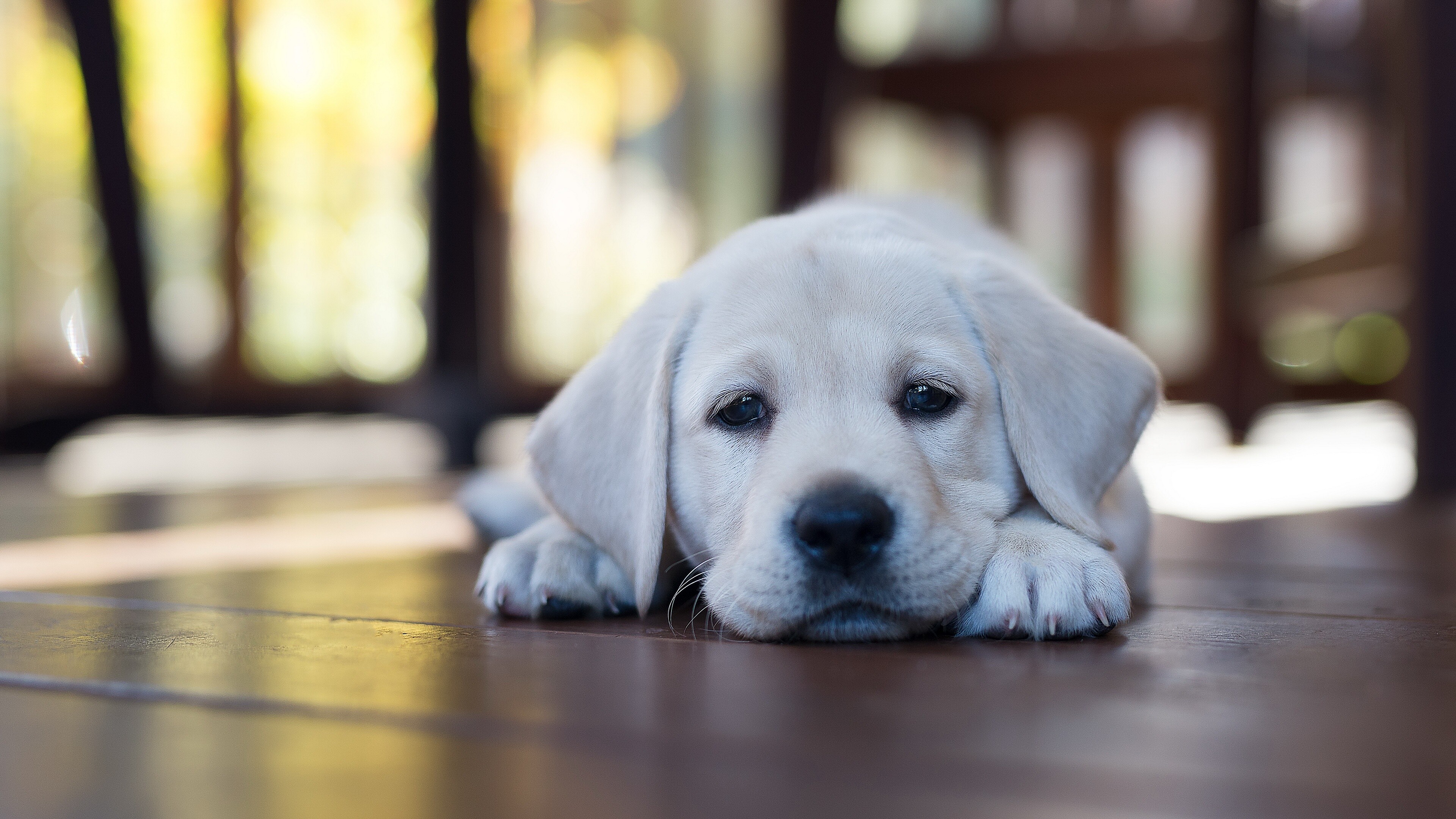 Puppy, Labrador Retriever Wallpaper, 3840x2160 4K Desktop