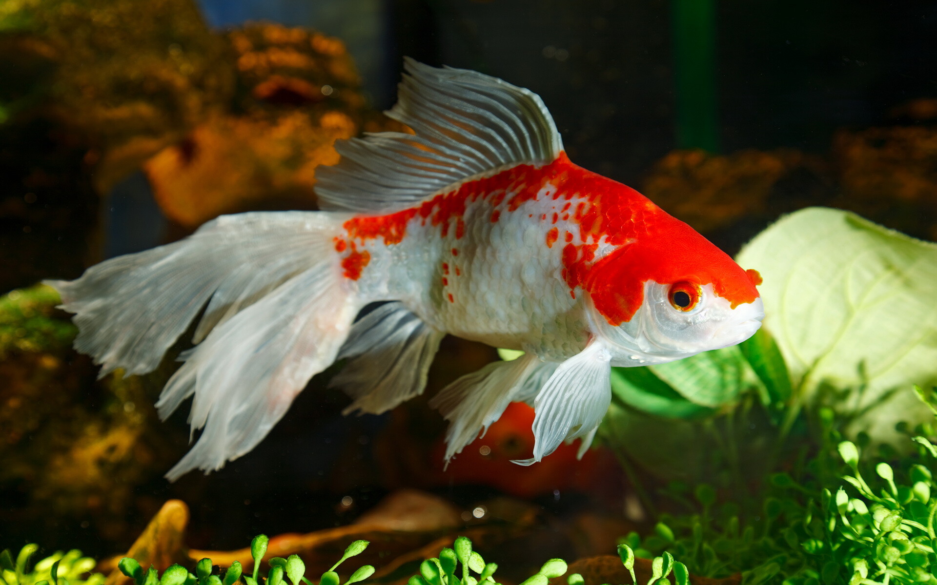 Gold Fish, Goldfish HD wallpaper, Background image, no keywords available, 1920x1200 HD Desktop