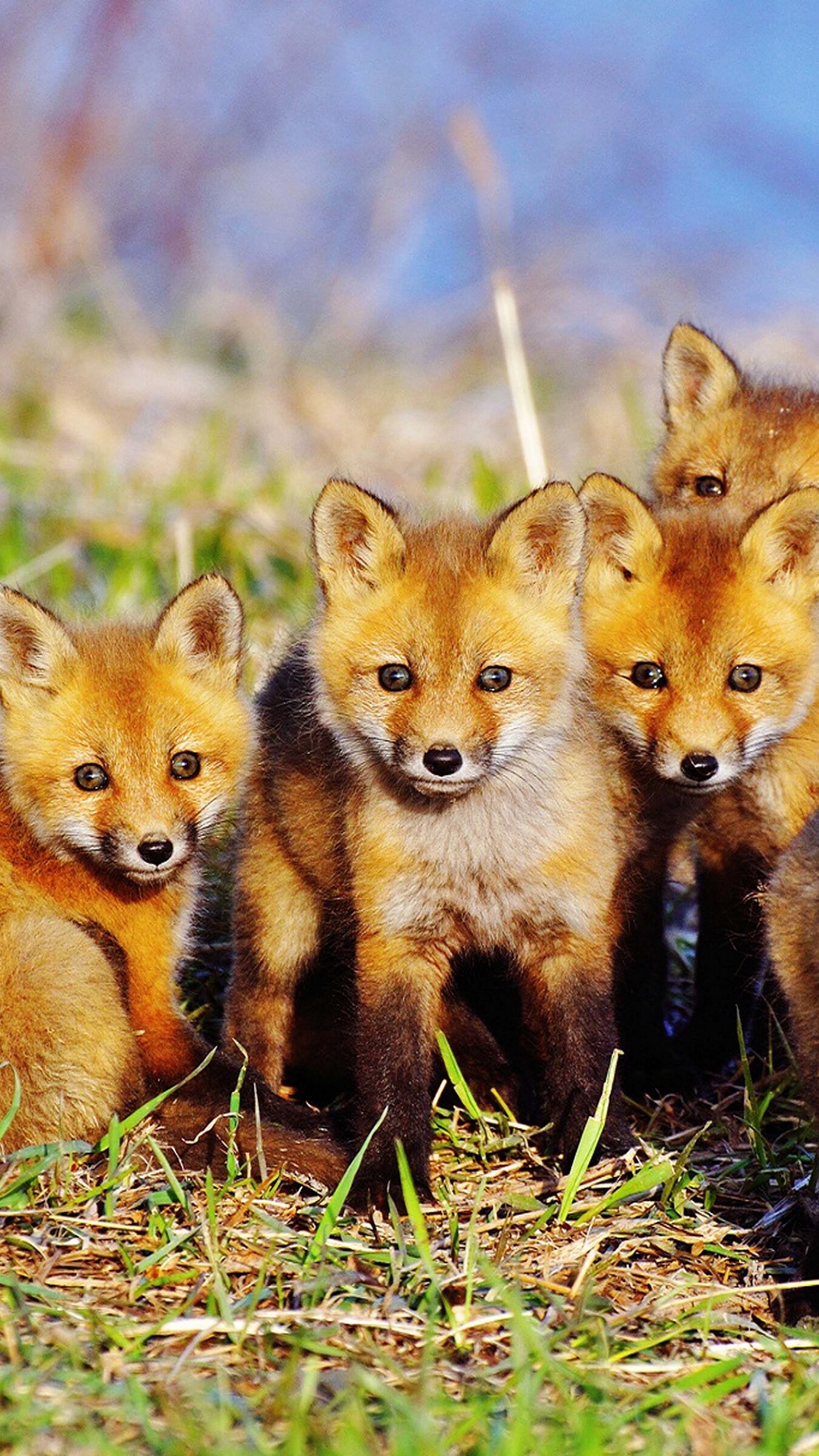 Fox cubs wallpapers, Baby foxes, Cute animals, Playful, 1350x2400 HD Phone