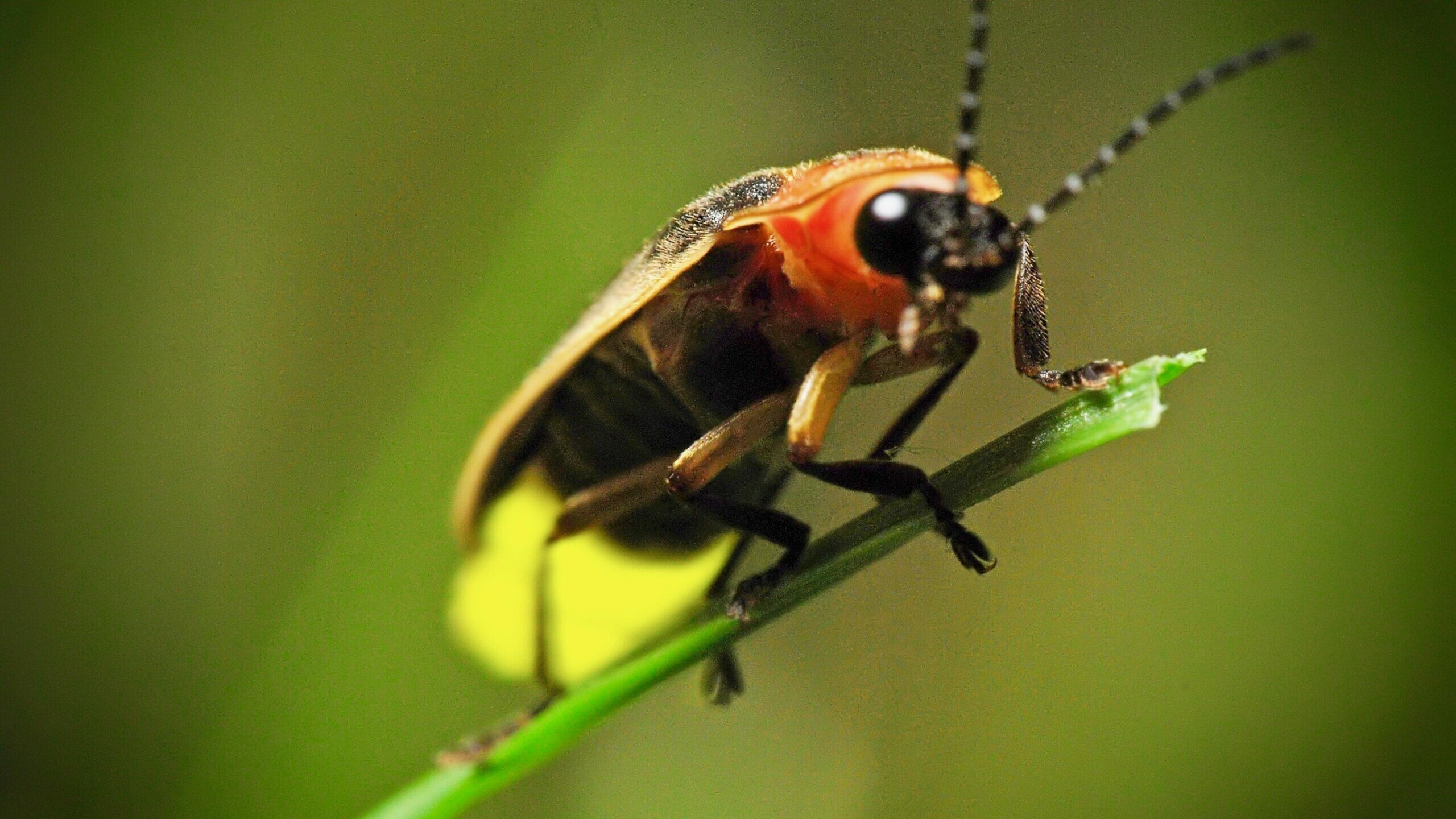 Close-up, Firefly (Insect) Wallpaper, 2560x1440 HD Desktop