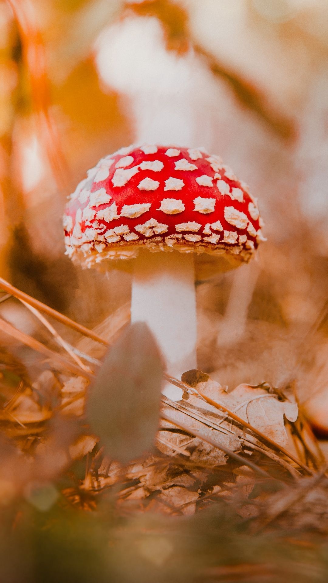 Amanita, Nature, Mushroom wallpapers, 1080x1920 Full HD Phone