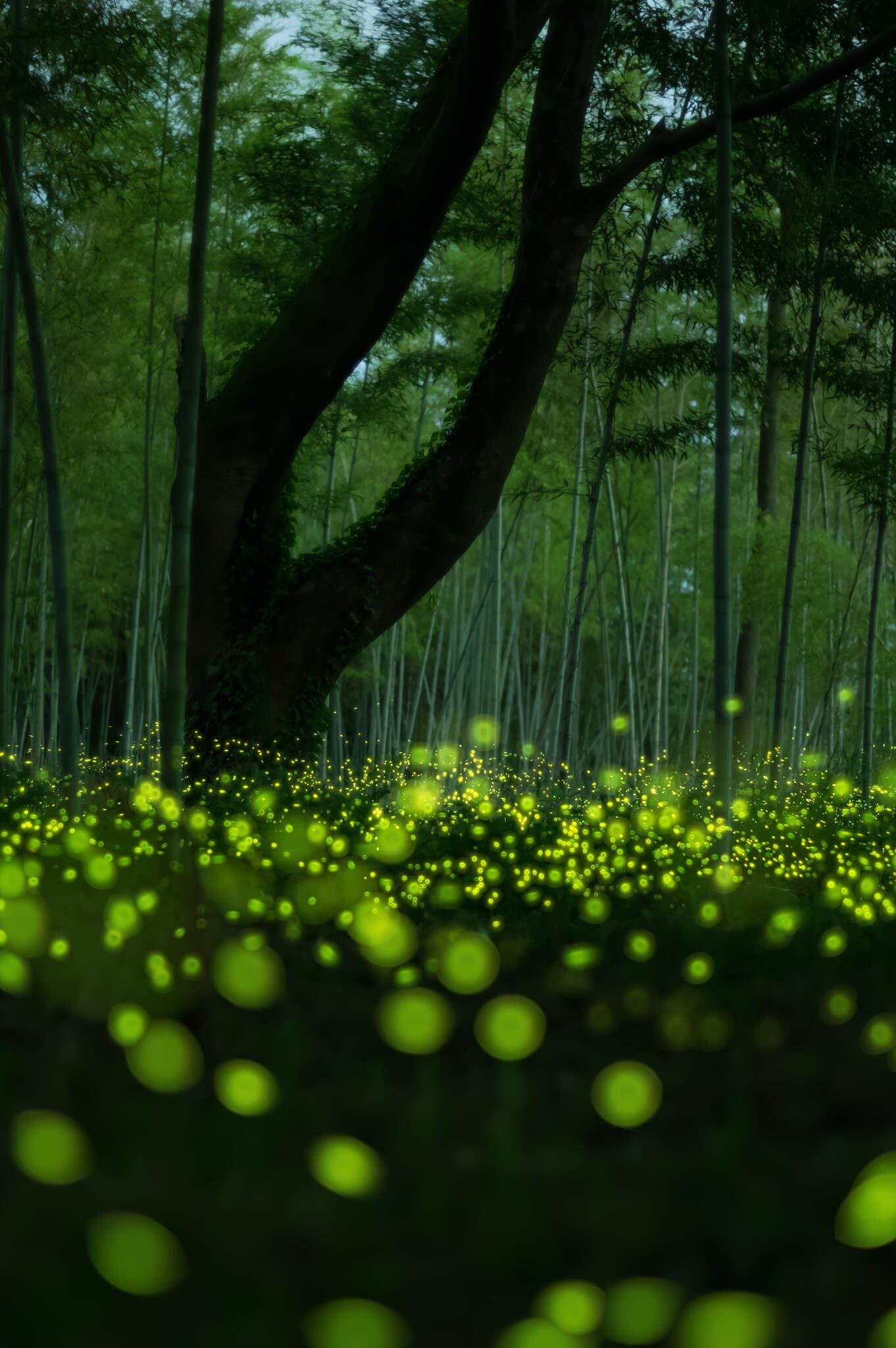 Flights of fire, Lightning bugs, Long exposure photos, Captivating visuals, 1370x2050 HD Phone