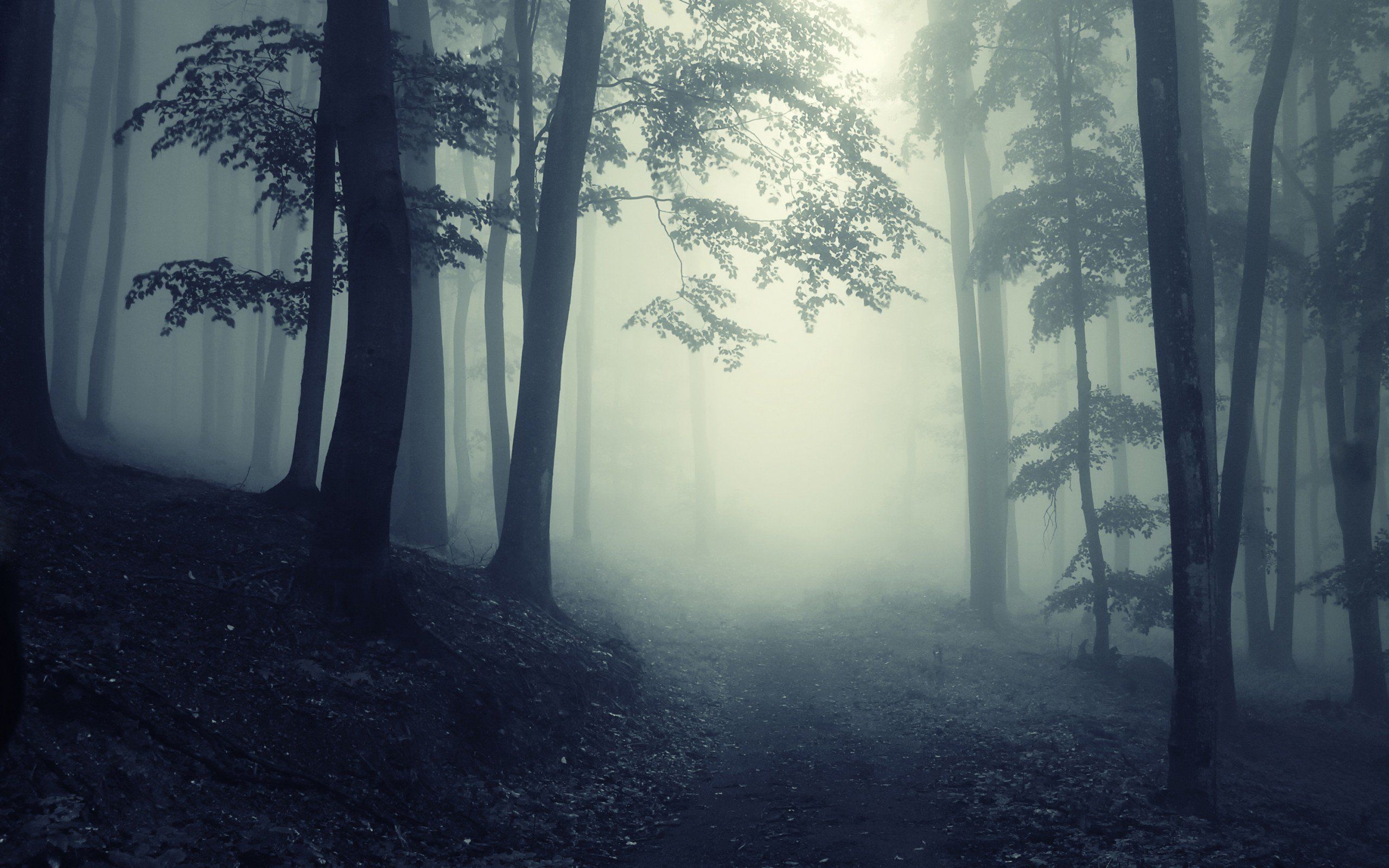 Fog, Haunted Forest Wallpaper, 2560x1600 HD Desktop