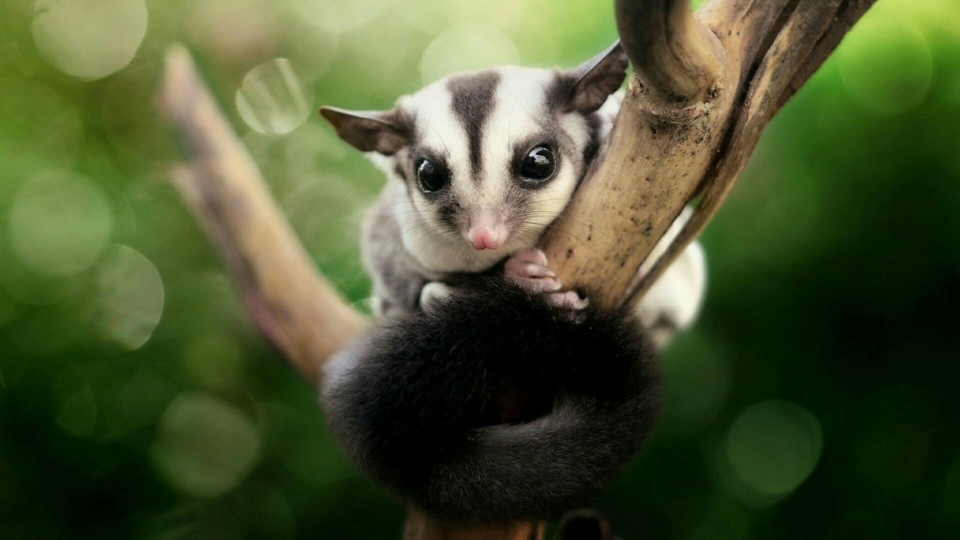 Sugar glider wallpaper, Exotic pet, Marsupial acrobat, Nature's cuteness, 1920x1080 Full HD Desktop