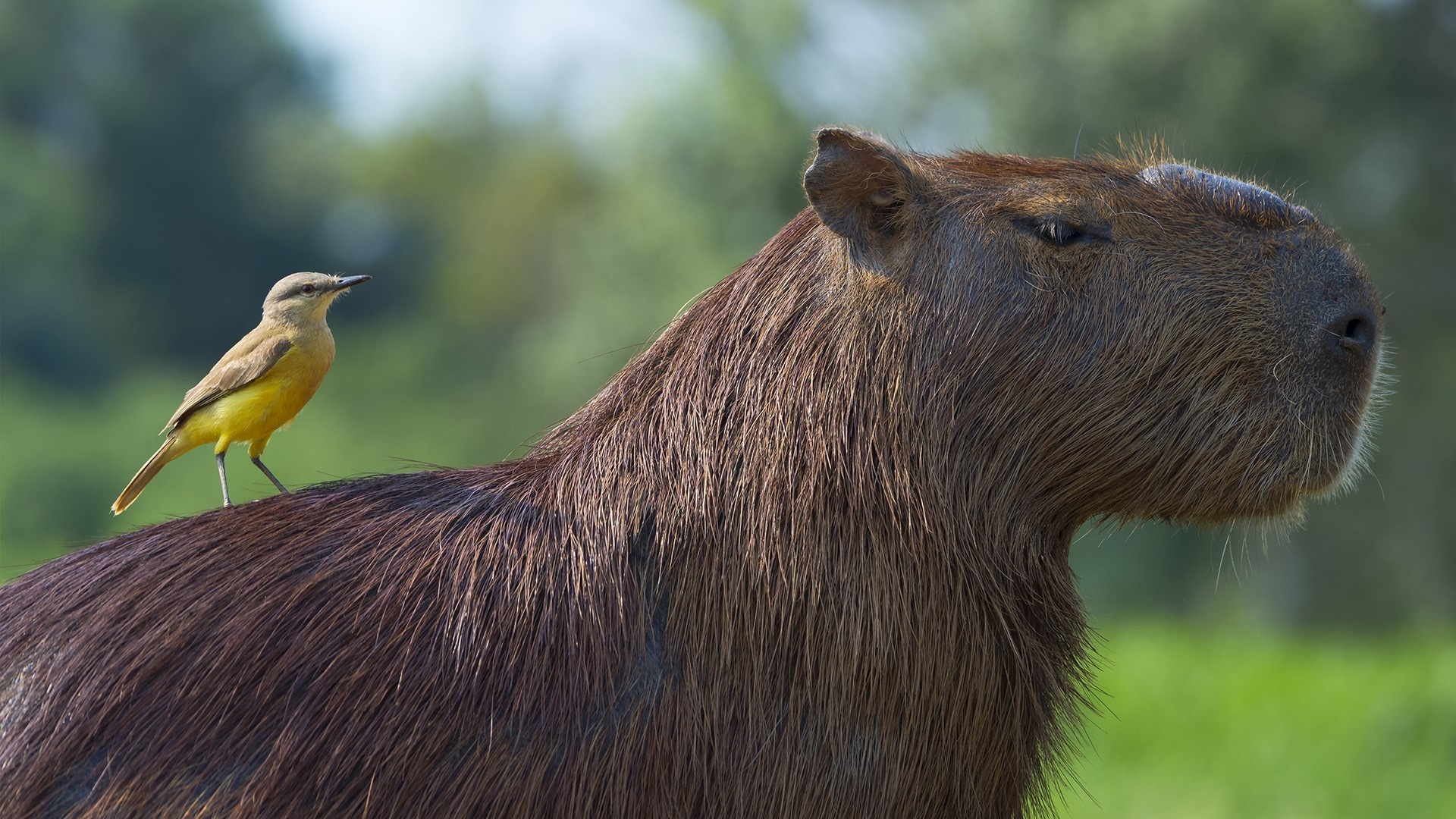 Capybara and white-throated kingbird, Mato Grosso, Pantanal, Windows 10 spotlight, 1920x1080 Full HD Desktop