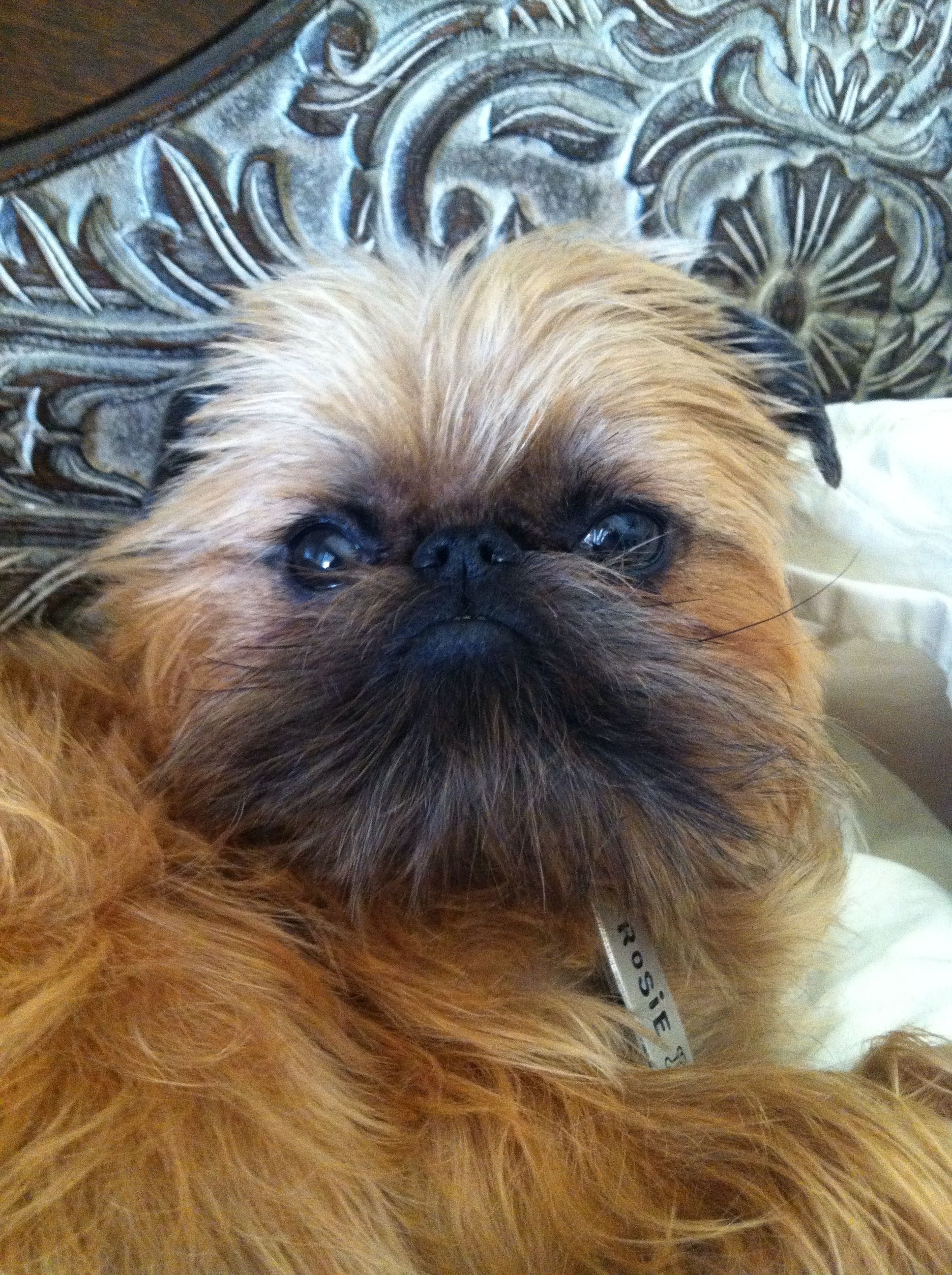 Brussels Griffon, Rosie Grace the Griffon, Dog companion, Dog person, 1940x2600 HD Phone