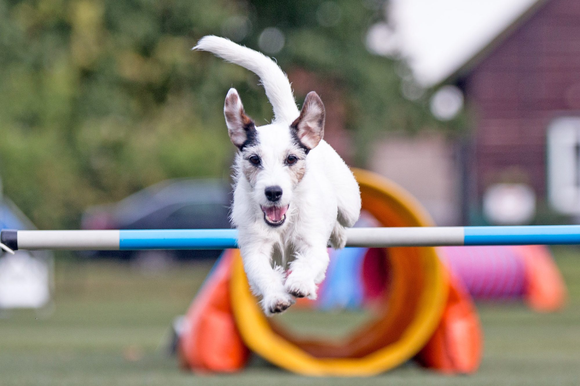 Parson Russell Terrier, Dog Sports Wallpaper, 2000x1340 HD Desktop