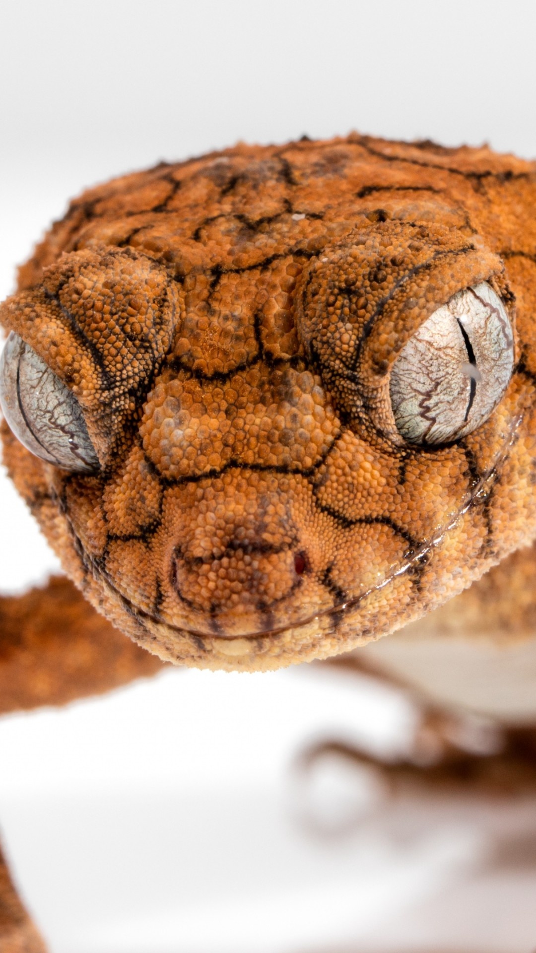 Caledonian crested gecko fascination, Vivid reptile, Desktop beauty, Page favorite, 1080x1920 Full HD Phone