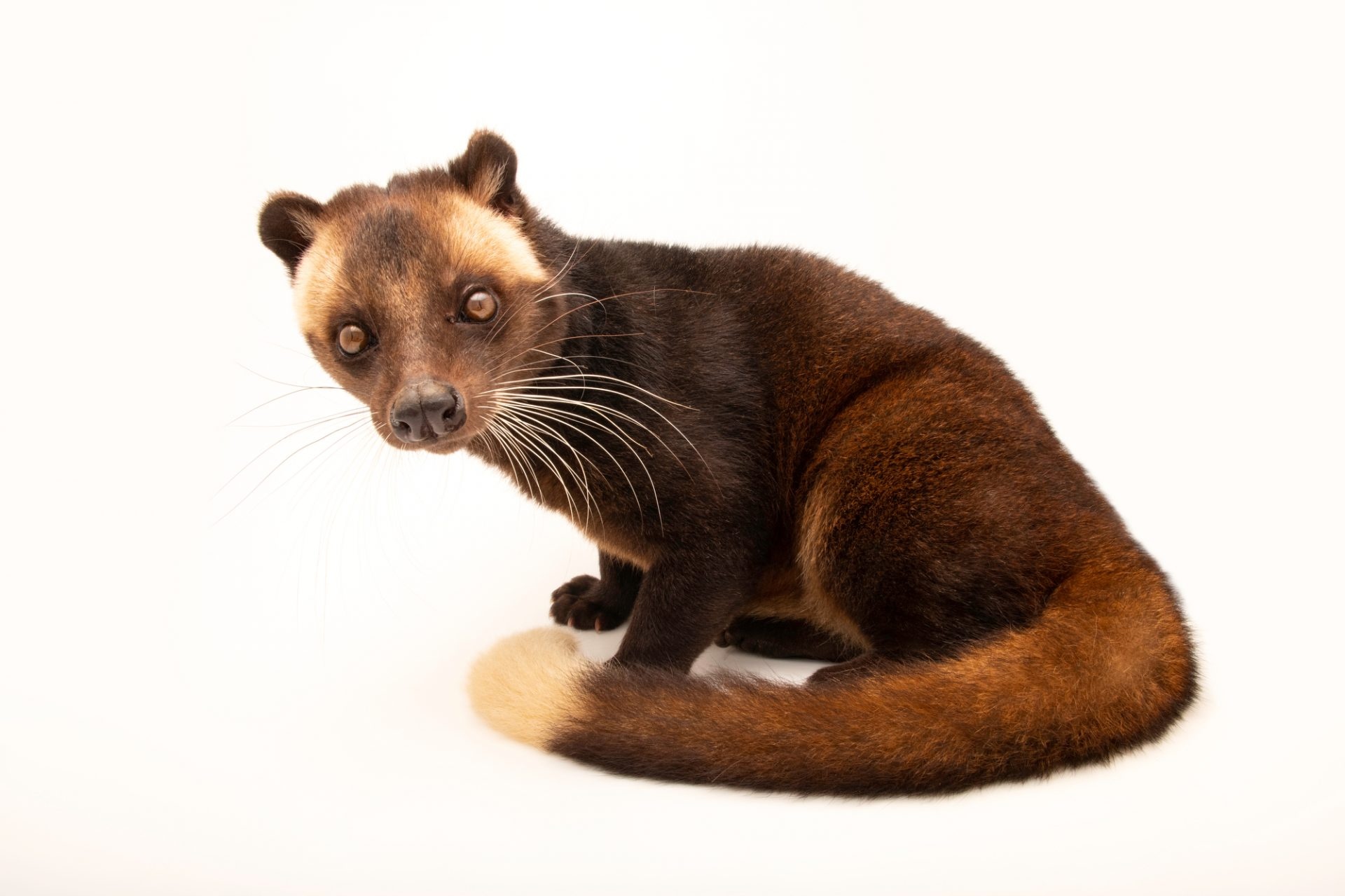 Joel Sartore's lens, Captivating civet, Animal portrait, Nature's charm, 1920x1280 HD Desktop