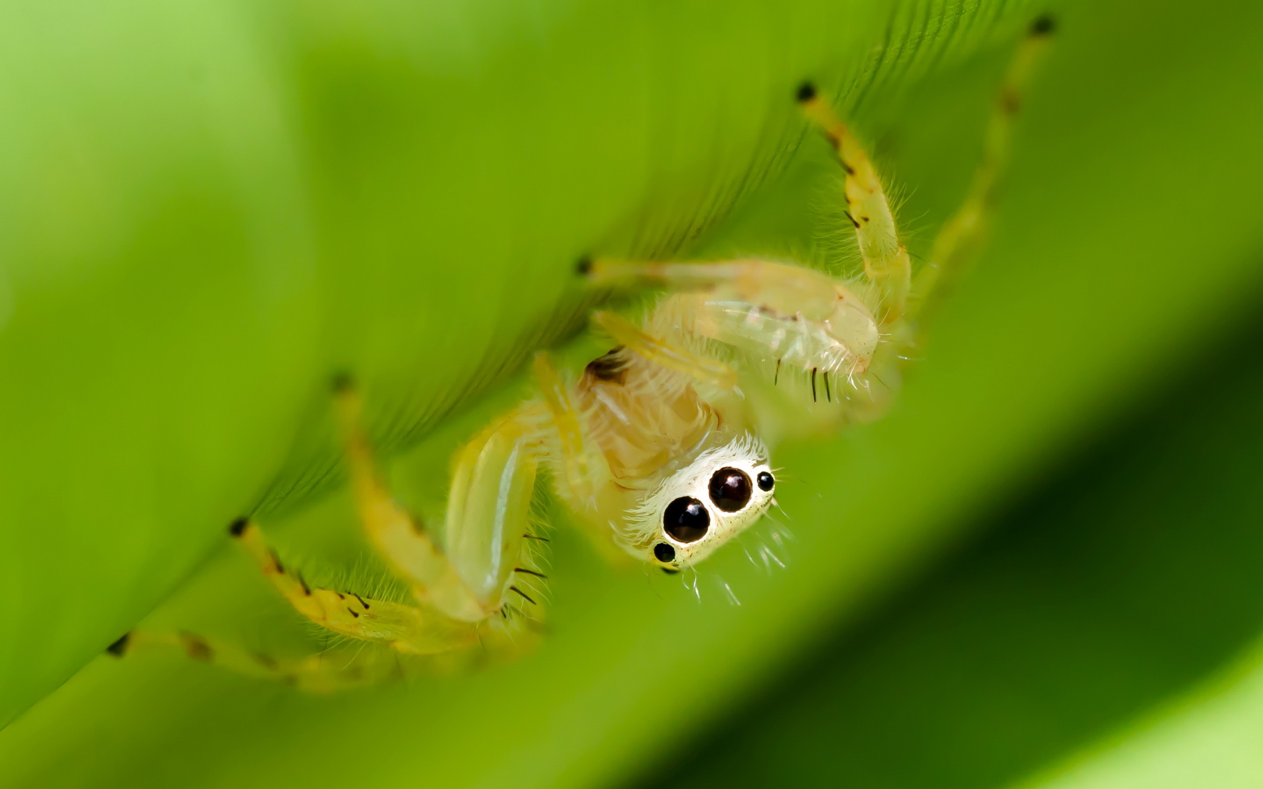 Spider HD wallpaper, Detailed arachnids, Intricate patterns, Wallpaper-worthy, 2560x1600 HD Desktop