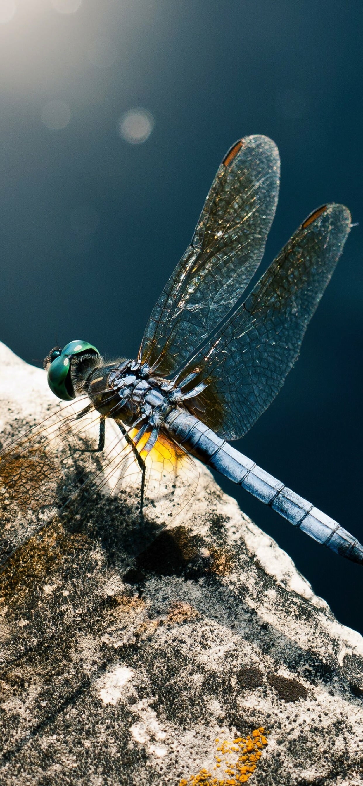 Animal dragonfly wallpapers, iPhone XS Max, Dragonfly wallpaper, 1250x2690 HD Phone