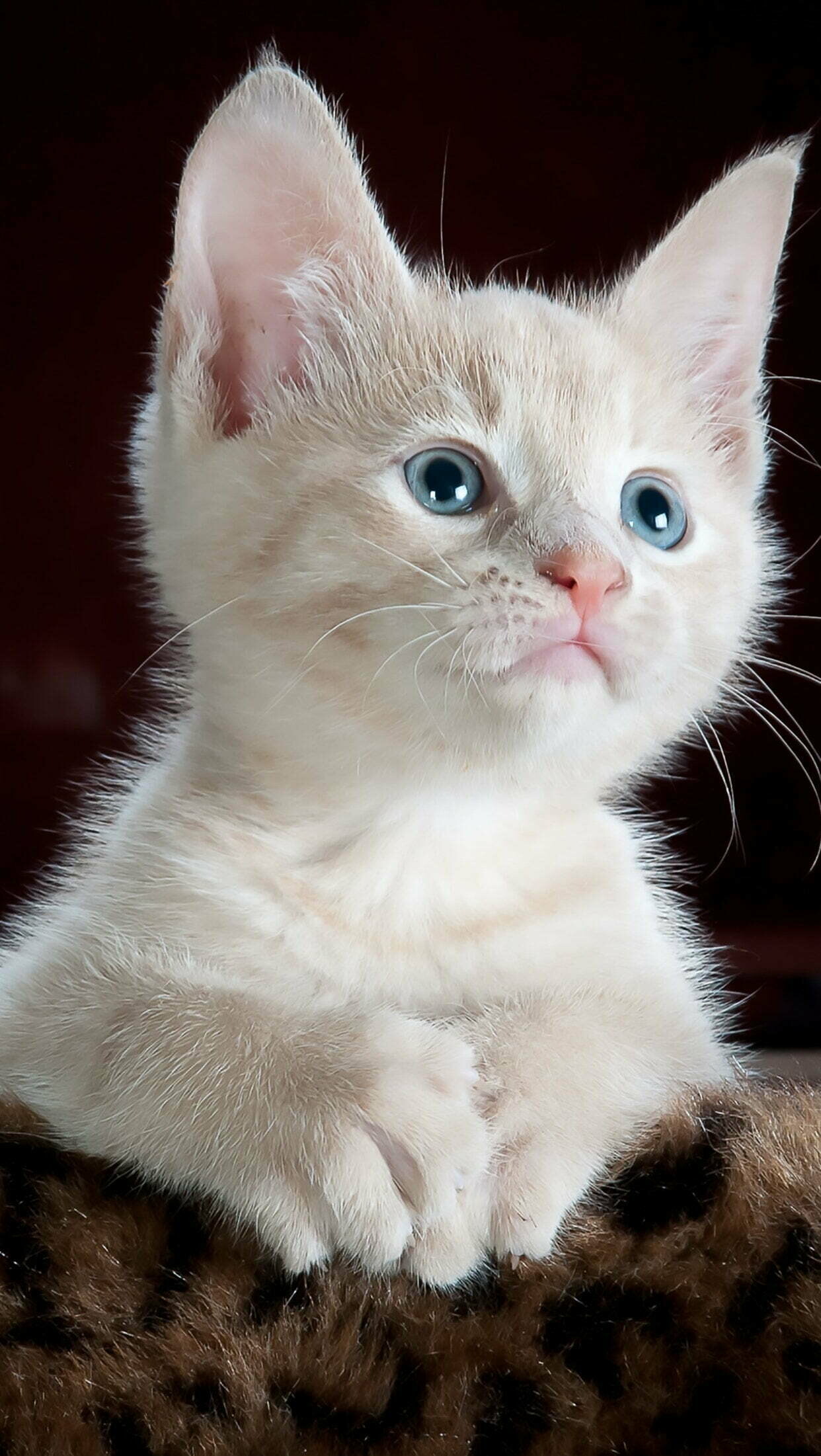 Cute cat wallpaper for iPhone, High-resolution image, Lovely feline companion, Adorable background, 1250x2210 HD Phone