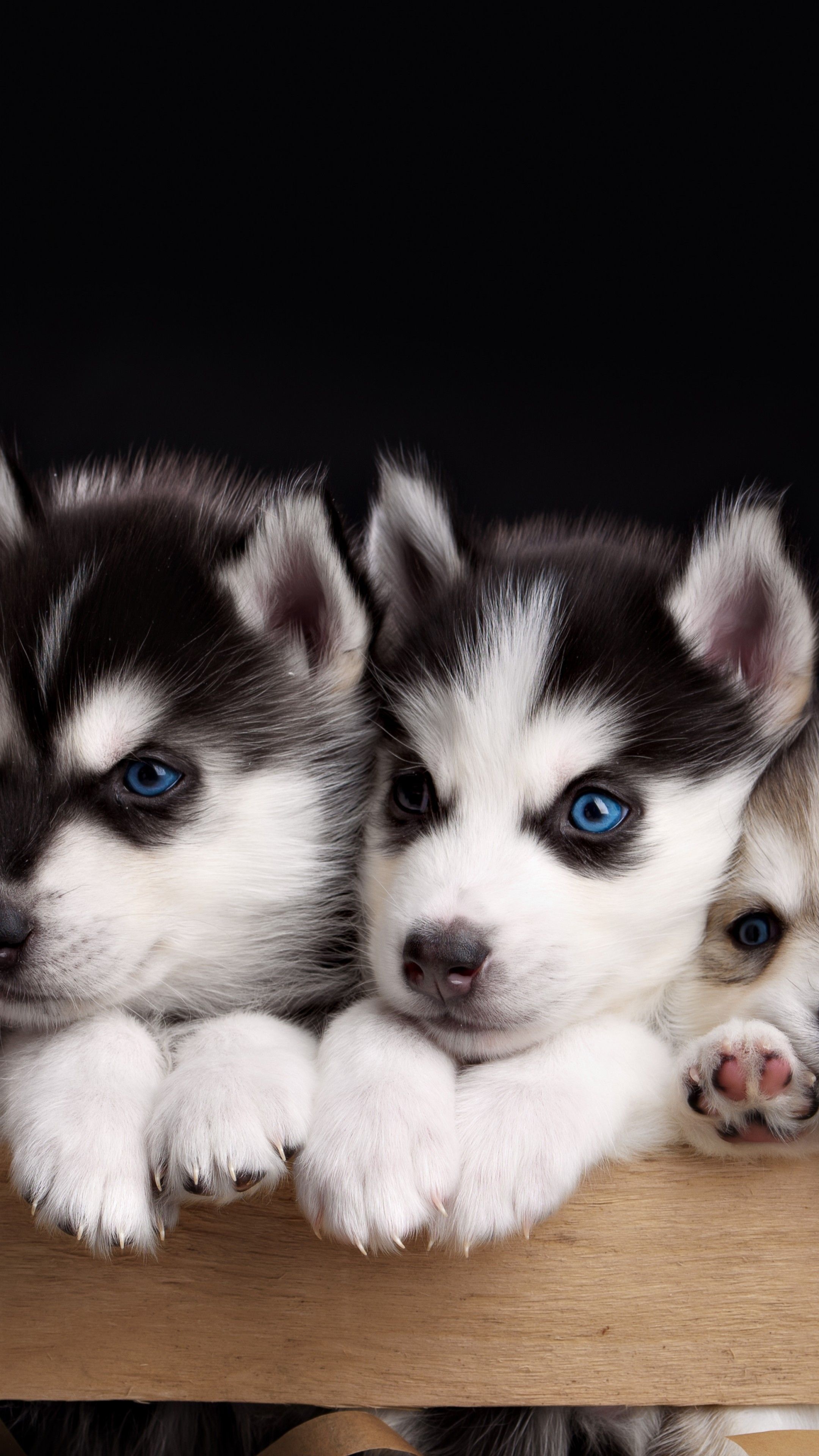 Siblings, Husky Wallpaper, 2160x3840 4K Phone