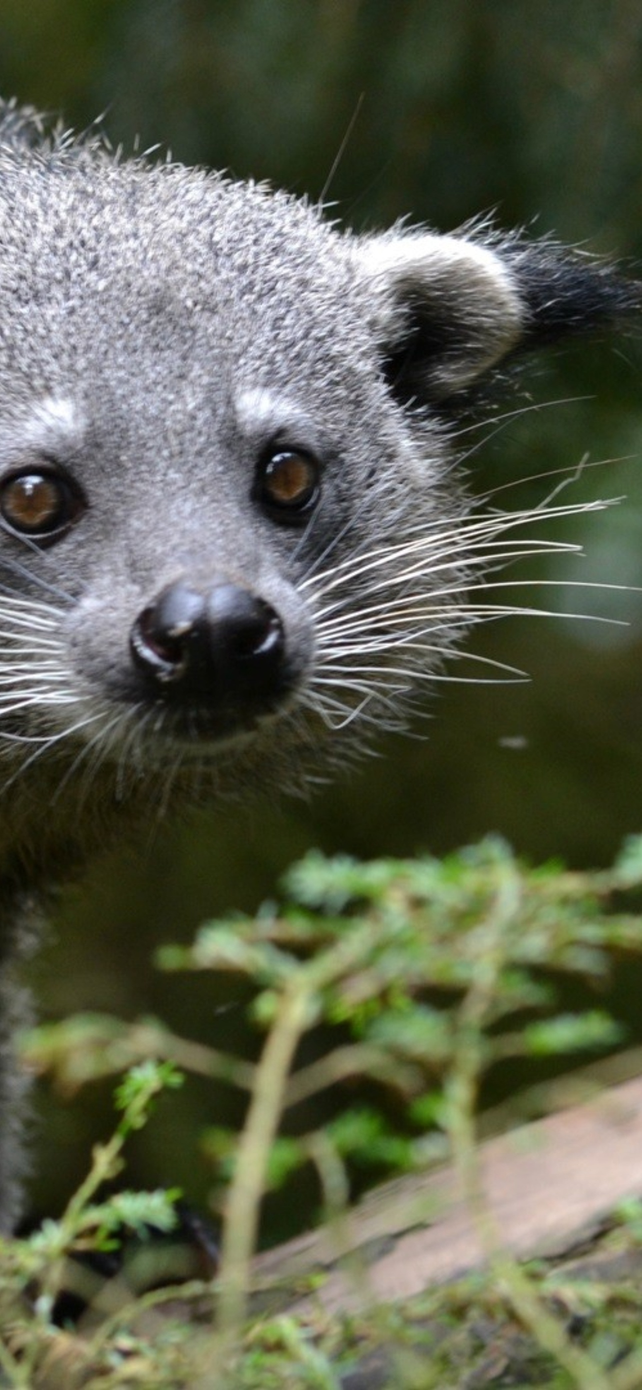 Binturong, China, Full HD, Animal, 1290x2780 HD Phone