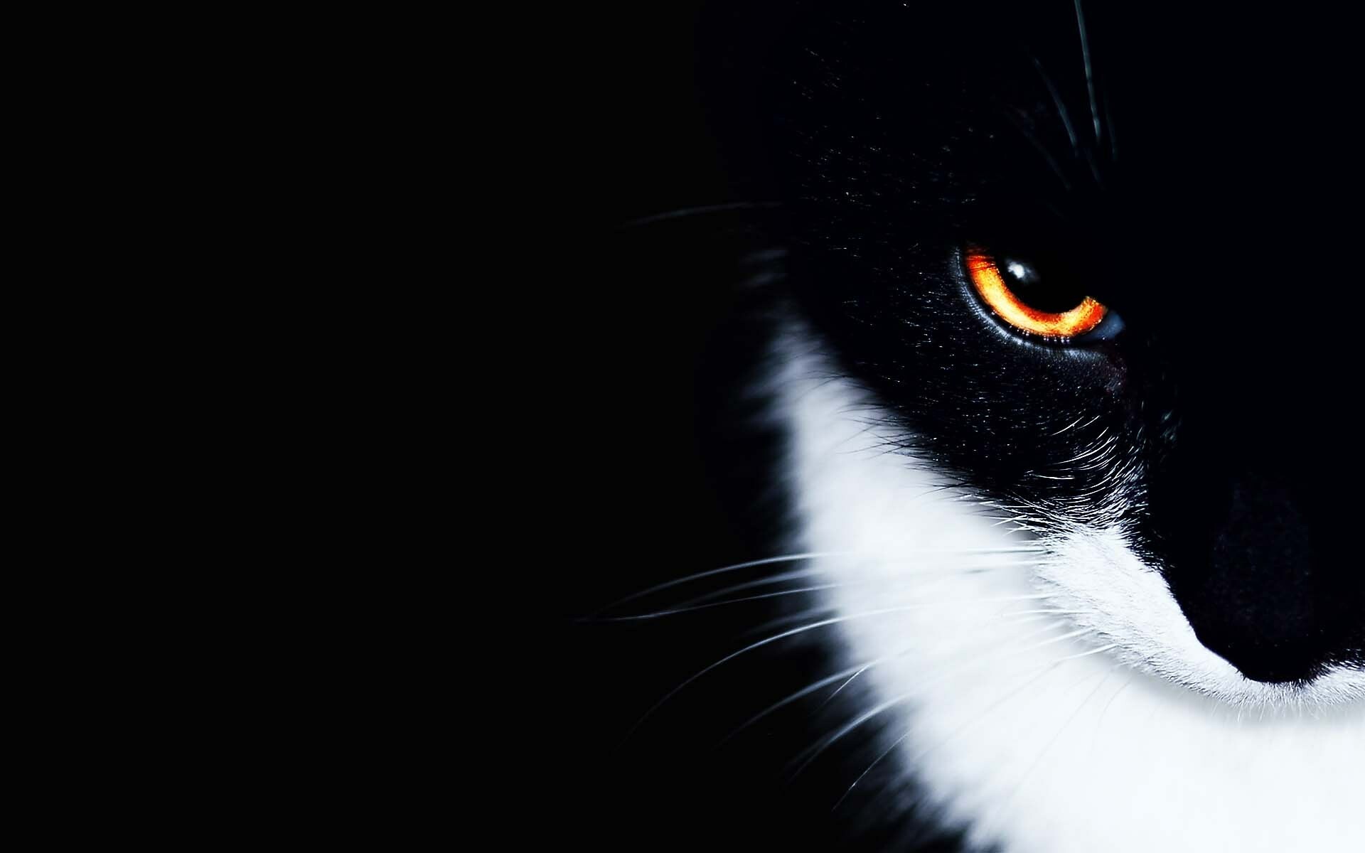 Ultimate cat wallpaper, Strength and power, HD quality, Desktop delight, 1920x1200 HD Desktop