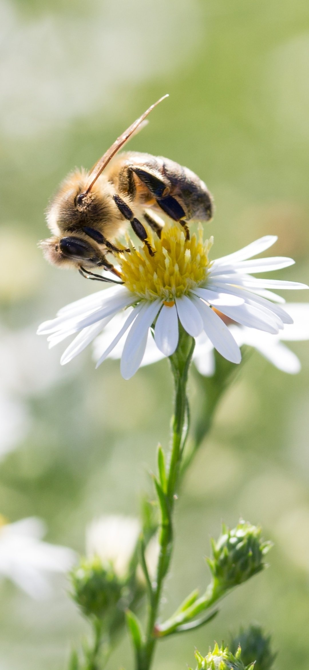 Animal-themed bee, Nature's beauty, Insect life, Eye-catching wallpapers, 1080x2340 HD Phone