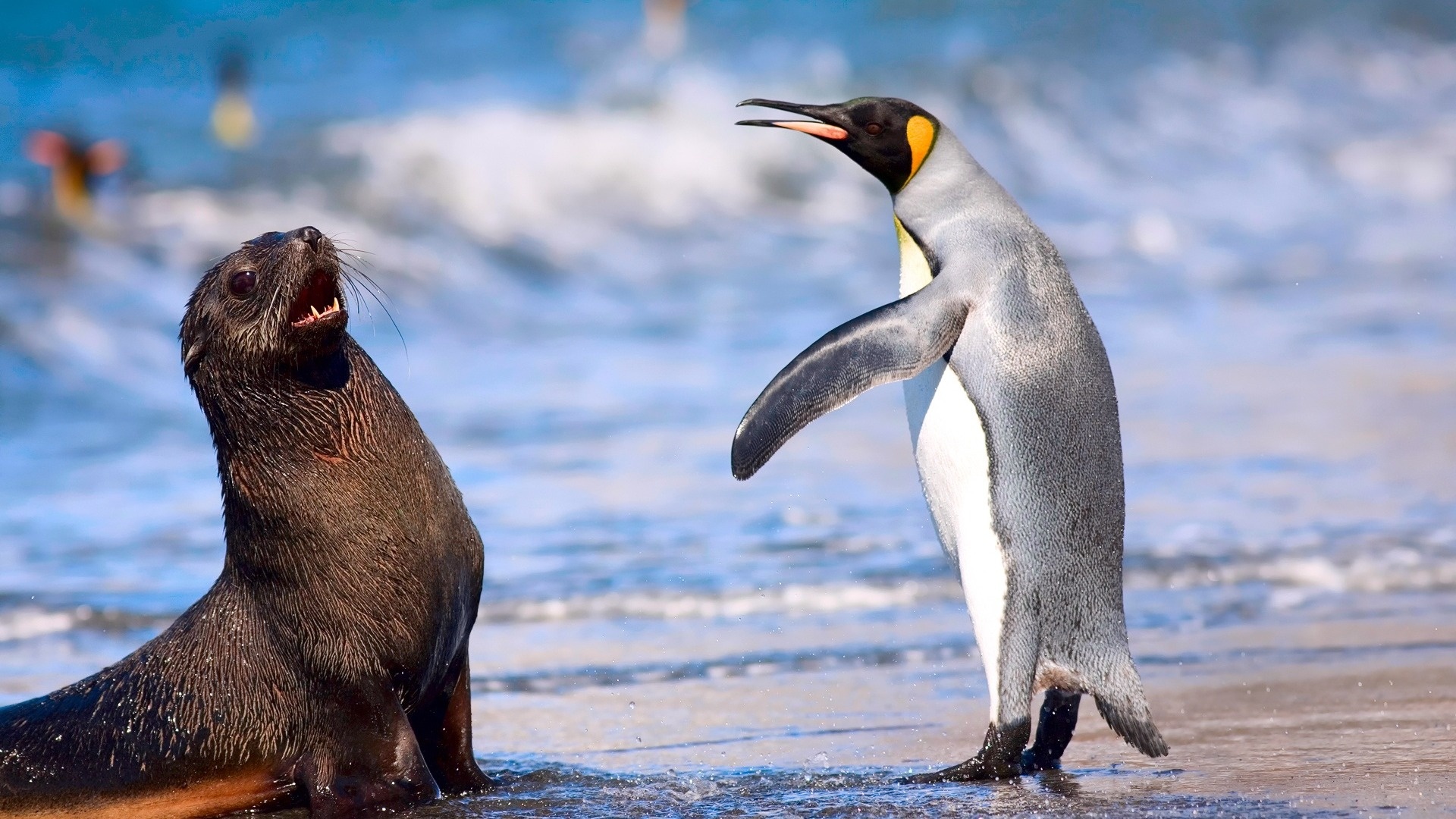 Fur seal, Penguins Wallpaper, 1920x1080 Full HD Desktop