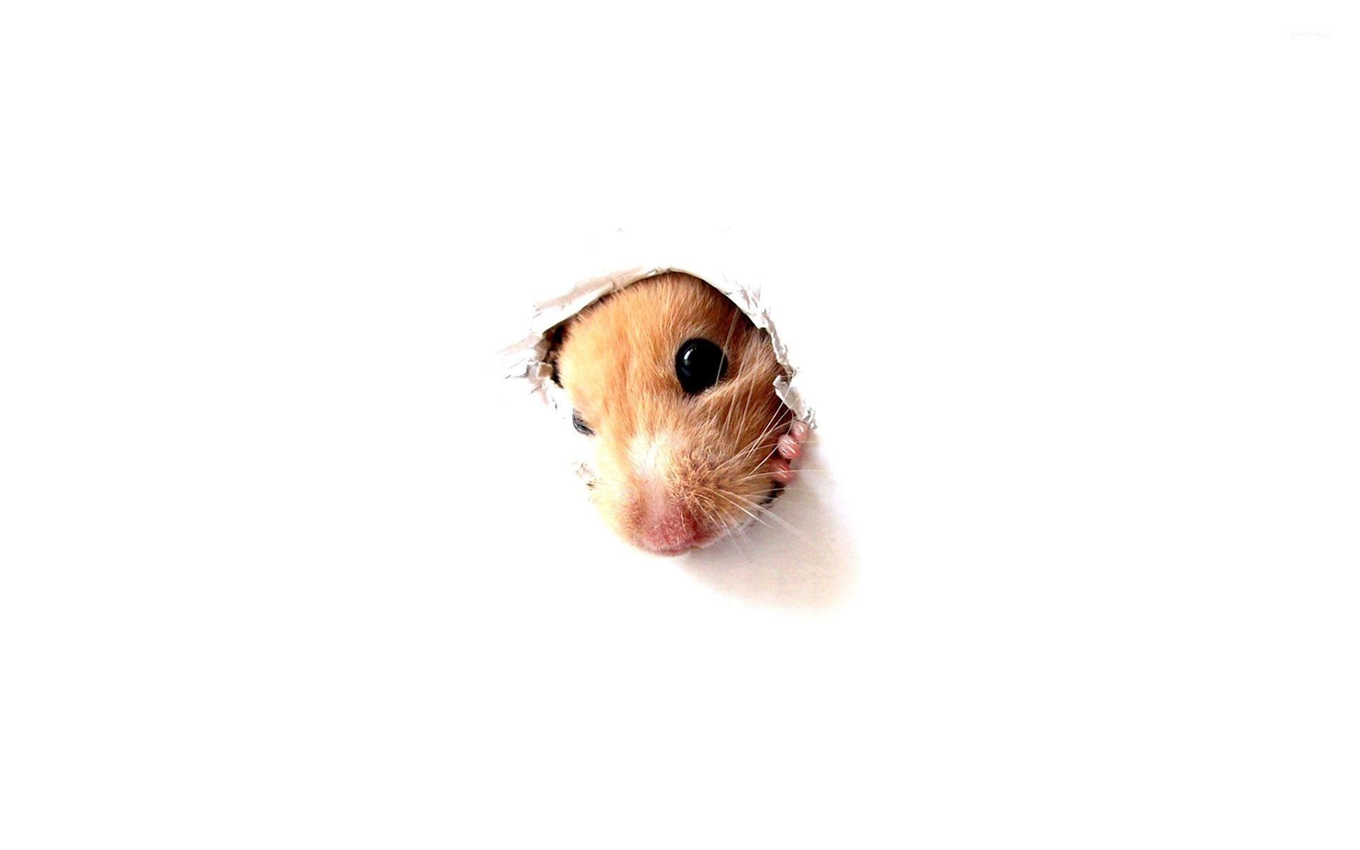 Hamster peeking through, Hamster wallpaper artwork, Curious and mischievous, Whiskered explorer, 1920x1200 HD Desktop