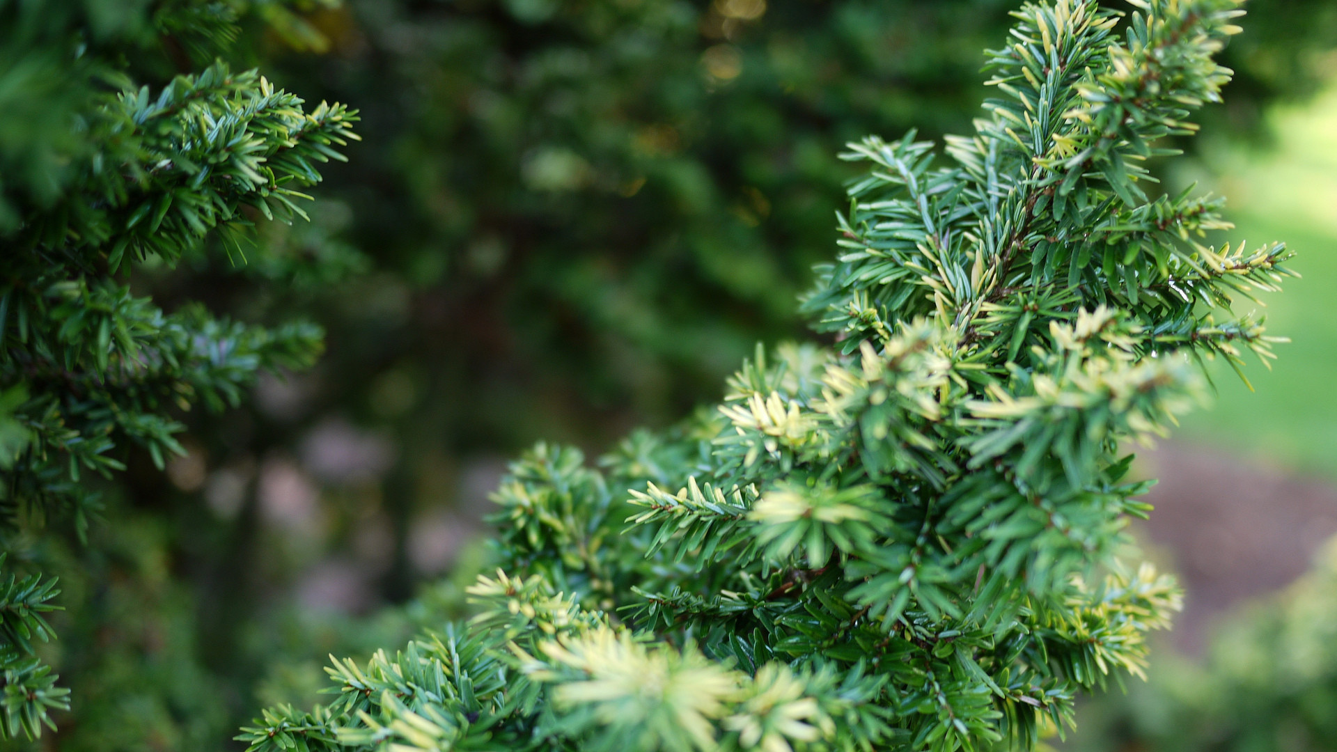 Canadian hemlock, Versatile evergreen, Landscaping favorite, Arborist's choice, 1920x1080 Full HD Desktop