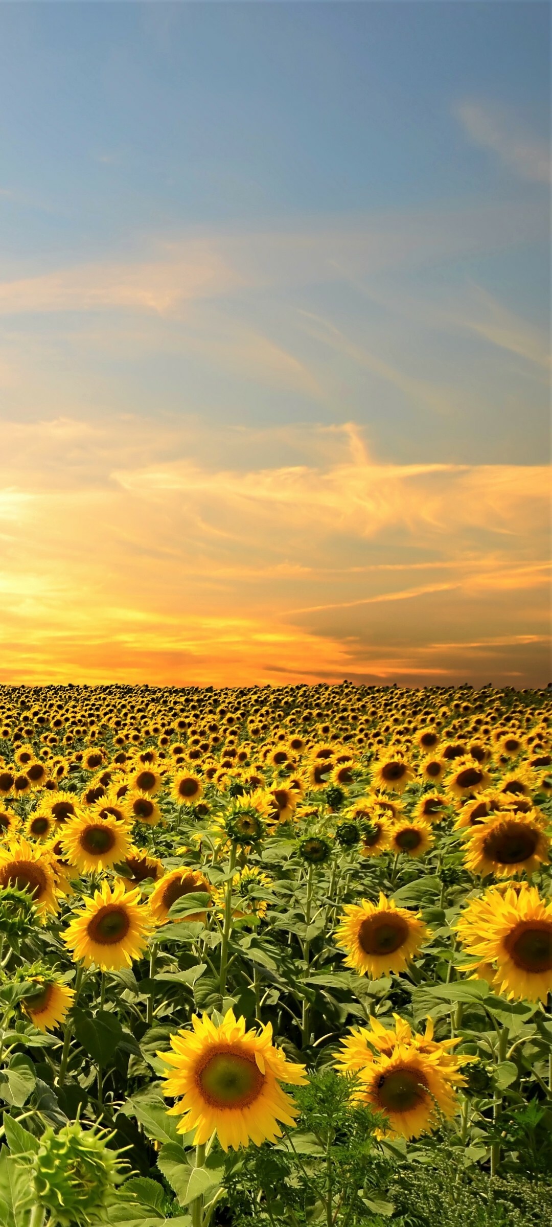 Sunflower field, Nature's wonder, Serene beauty, Captivating landscape, 1080x2400 HD Phone