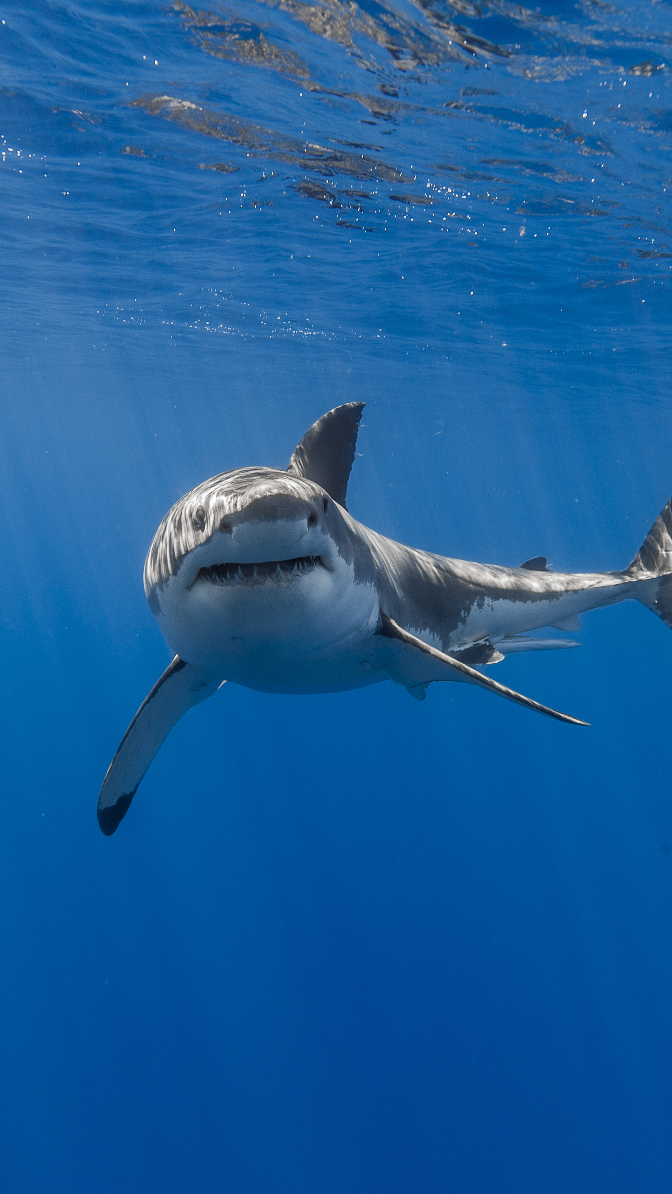 Shark, Biology Wallpaper, 2160x3840 4K Phone