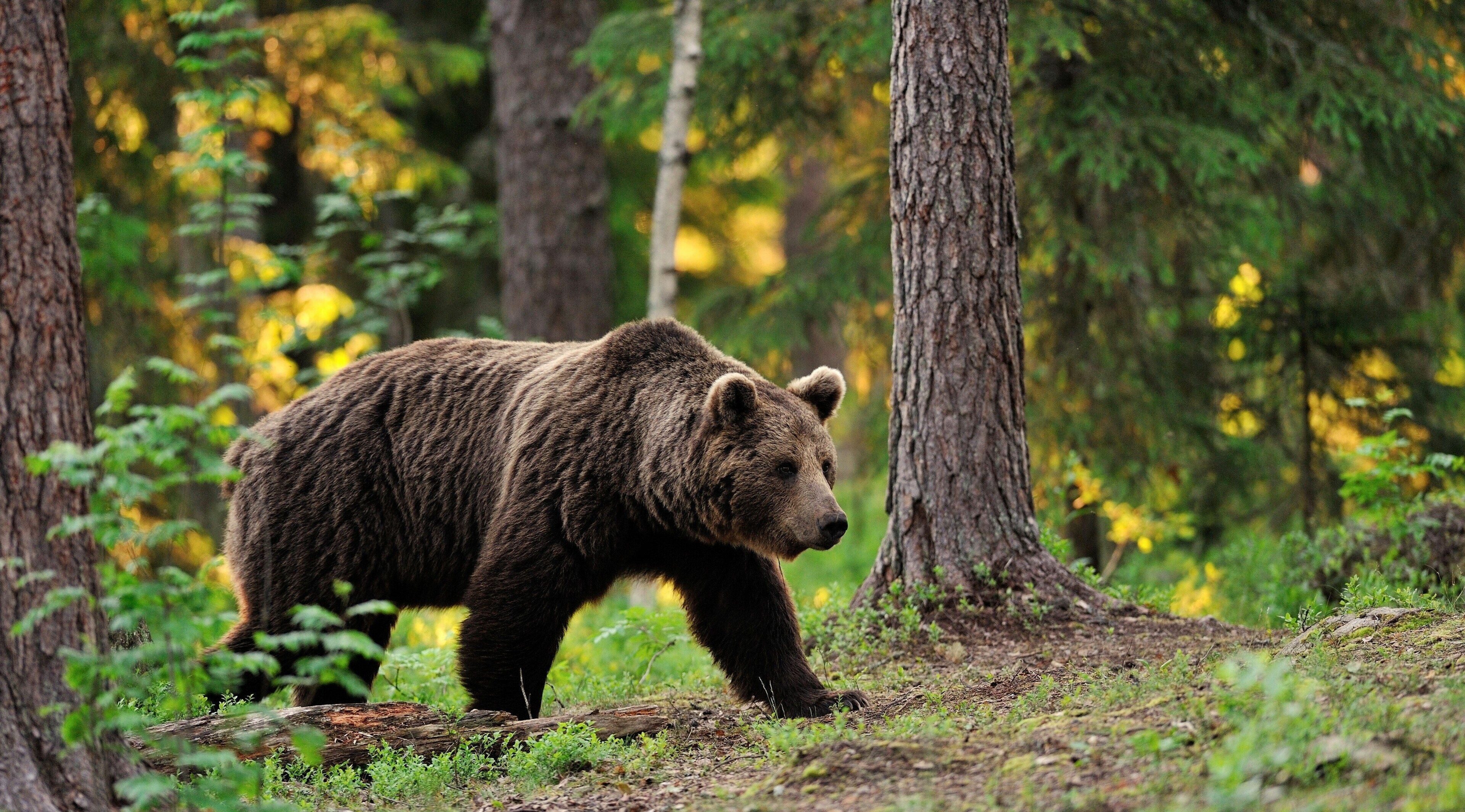 Brown bear, Bears Wallpaper, 3840x2130 HD Desktop