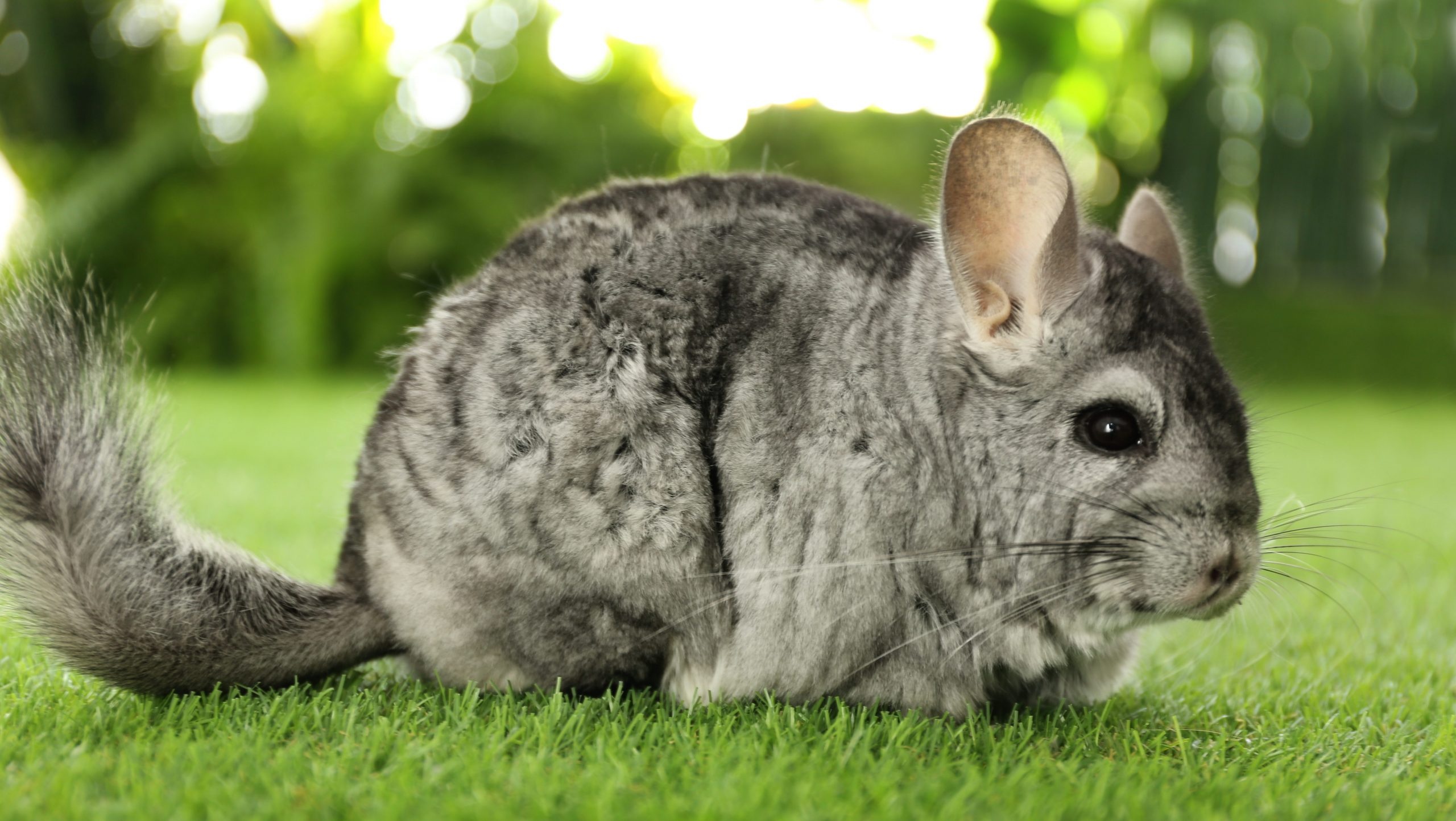 Chinchilla basics, Kiwiexoticos guide, Rodent care, Pet lovers, 2560x1450 HD Desktop