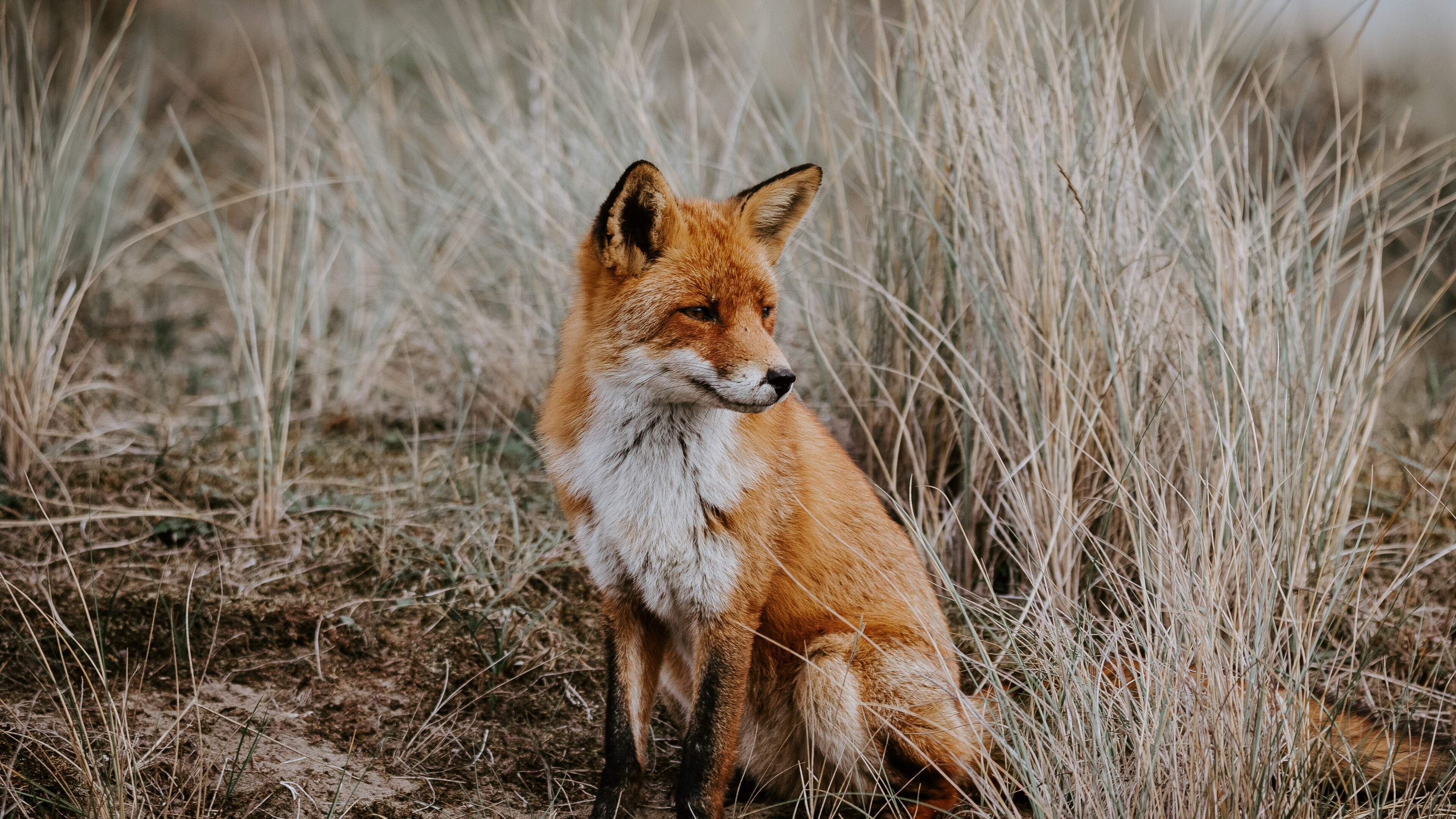 Outdoor grassland, Predator fox, 4K wallpaper, Wide image background, 3840x2160 4K Desktop