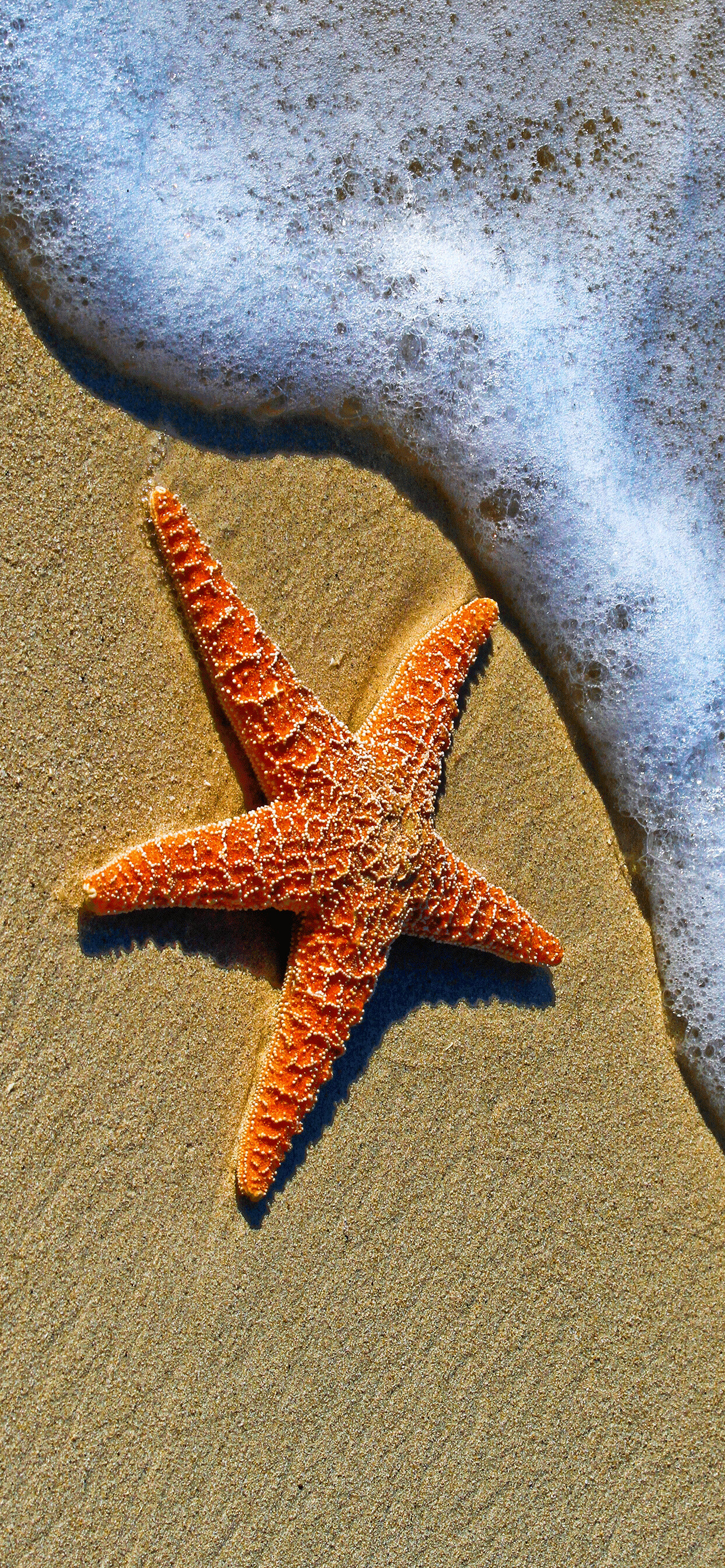 Starfish wallpaper, iPhone 11 pro max, Free download, 1250x2690 HD Phone