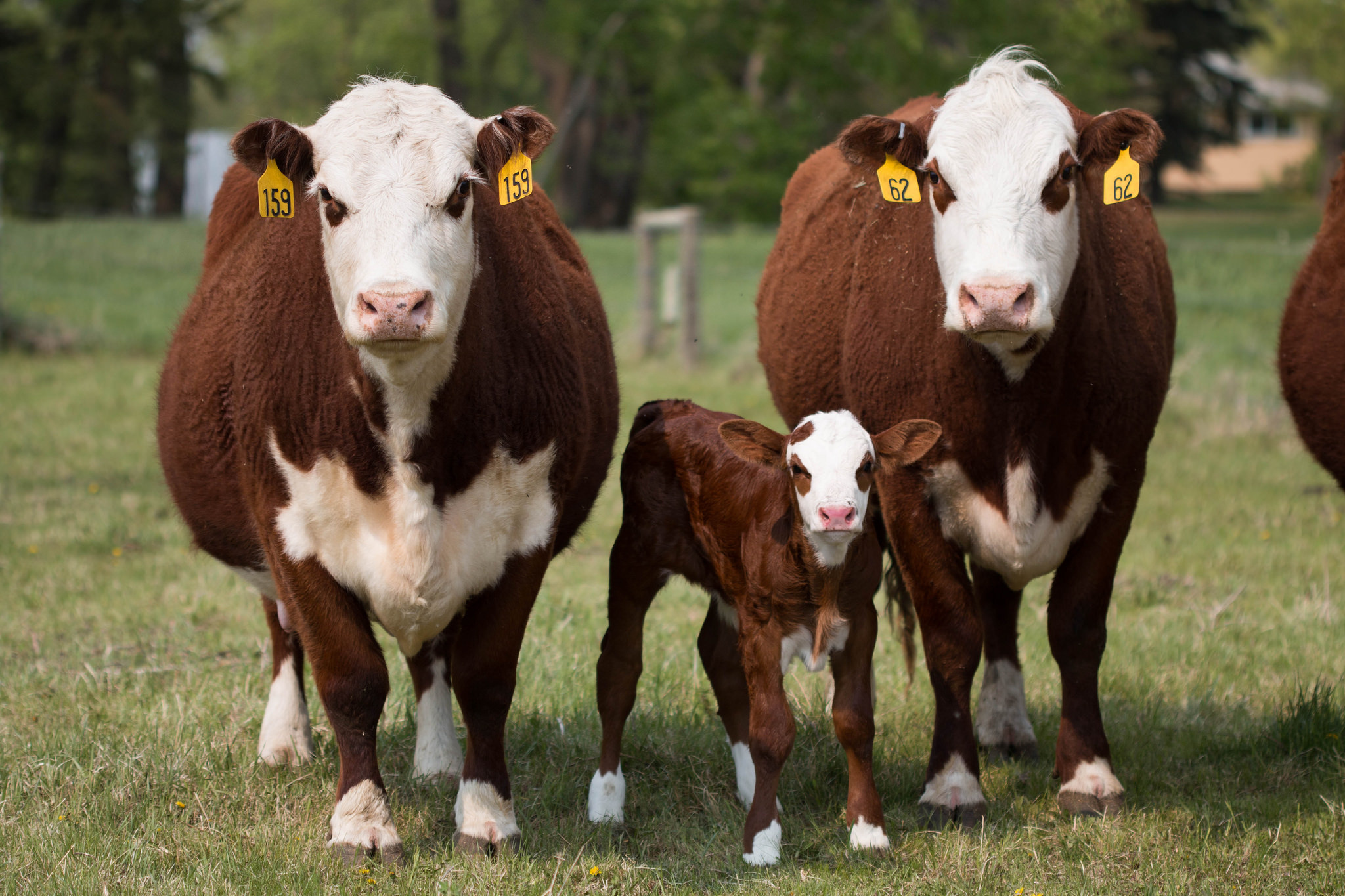 Canadian cow surveillance, Research on cow health, Disease monitoring, Livestock management, 2050x1370 HD Desktop