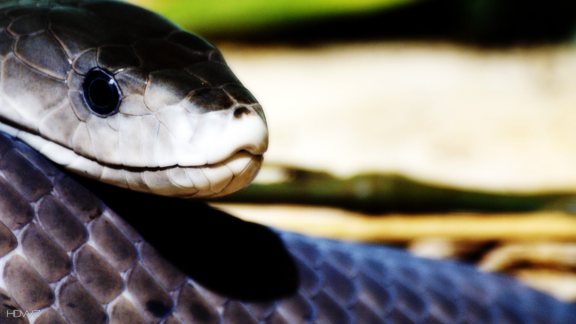 Captivating reptile, Black mamba collection, Powerful snake, Mesmerizing presence, 1920x1080 Full HD Desktop