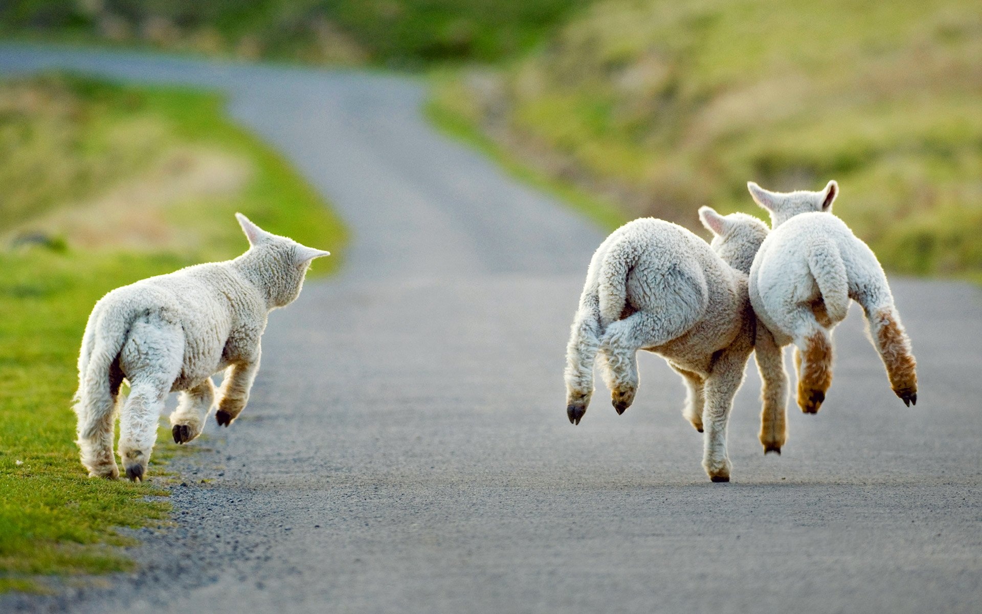 Sheep close-up, Soft fur, Peaceful animal, Wallpaper for sheep enthusiasts, 1920x1200 HD Desktop