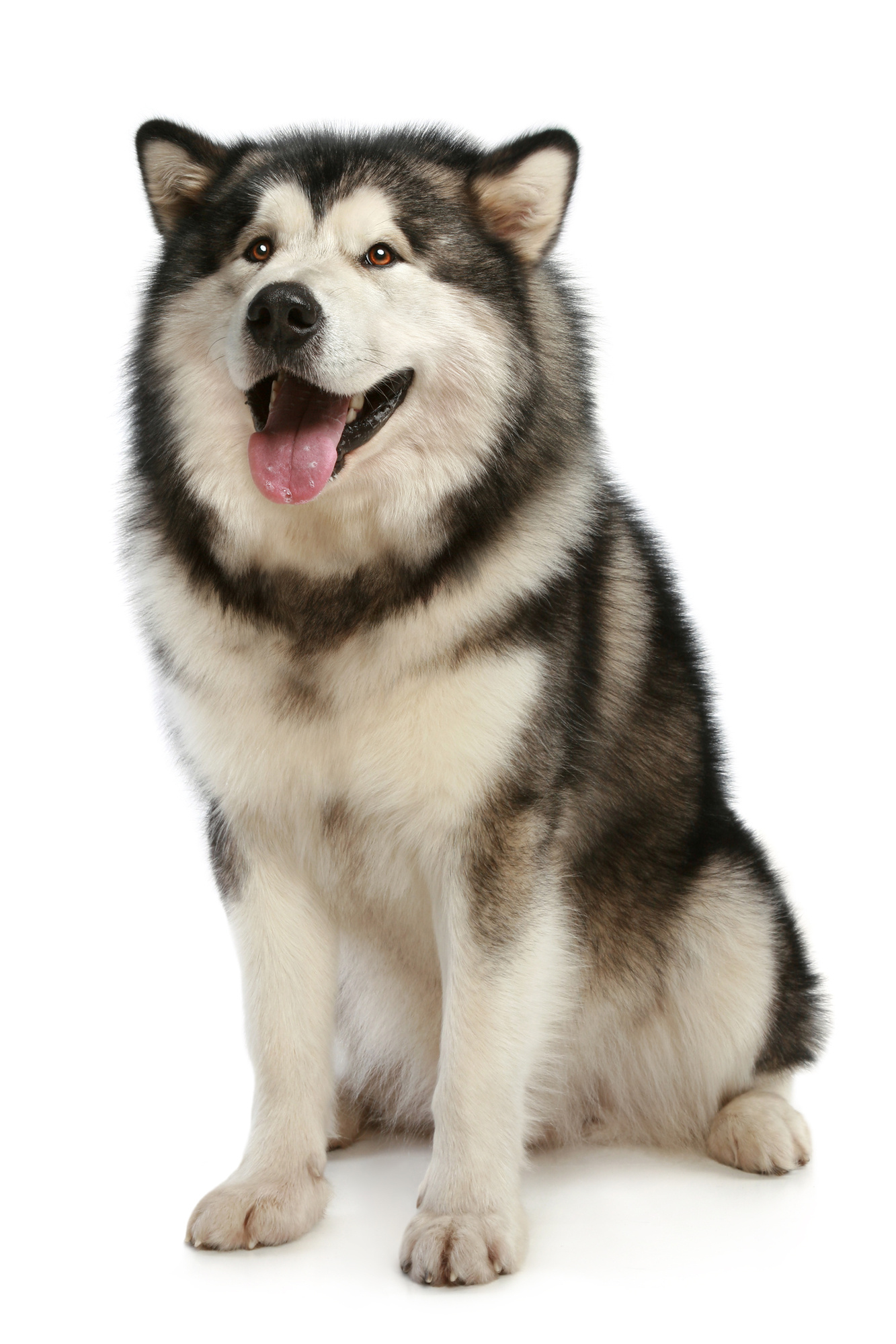 Alaskan malamute mix, Flash sales, 57% off, Lovable hybrid, 1340x2000 HD Phone