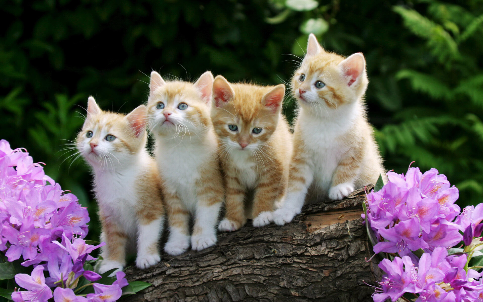 Kittens