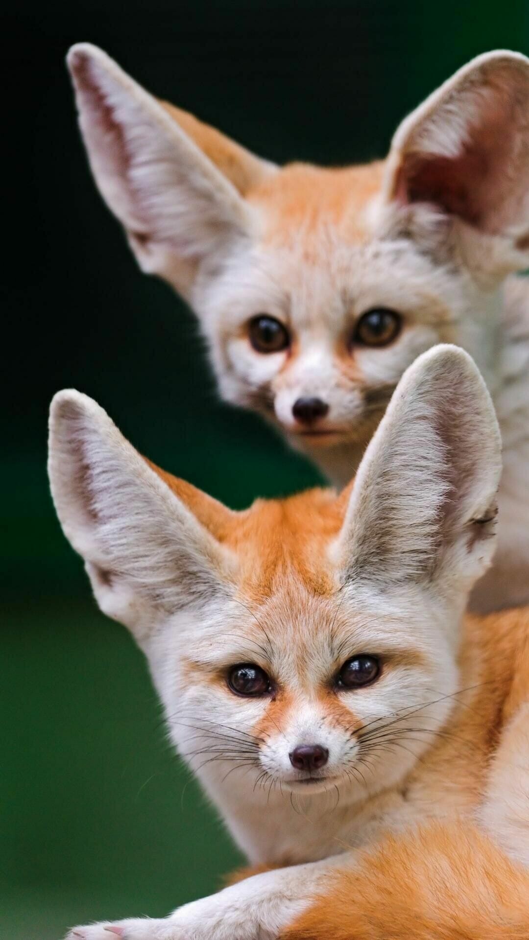 Fennecs, Foxes Wallpaper, 1080x1920 Full HD Phone