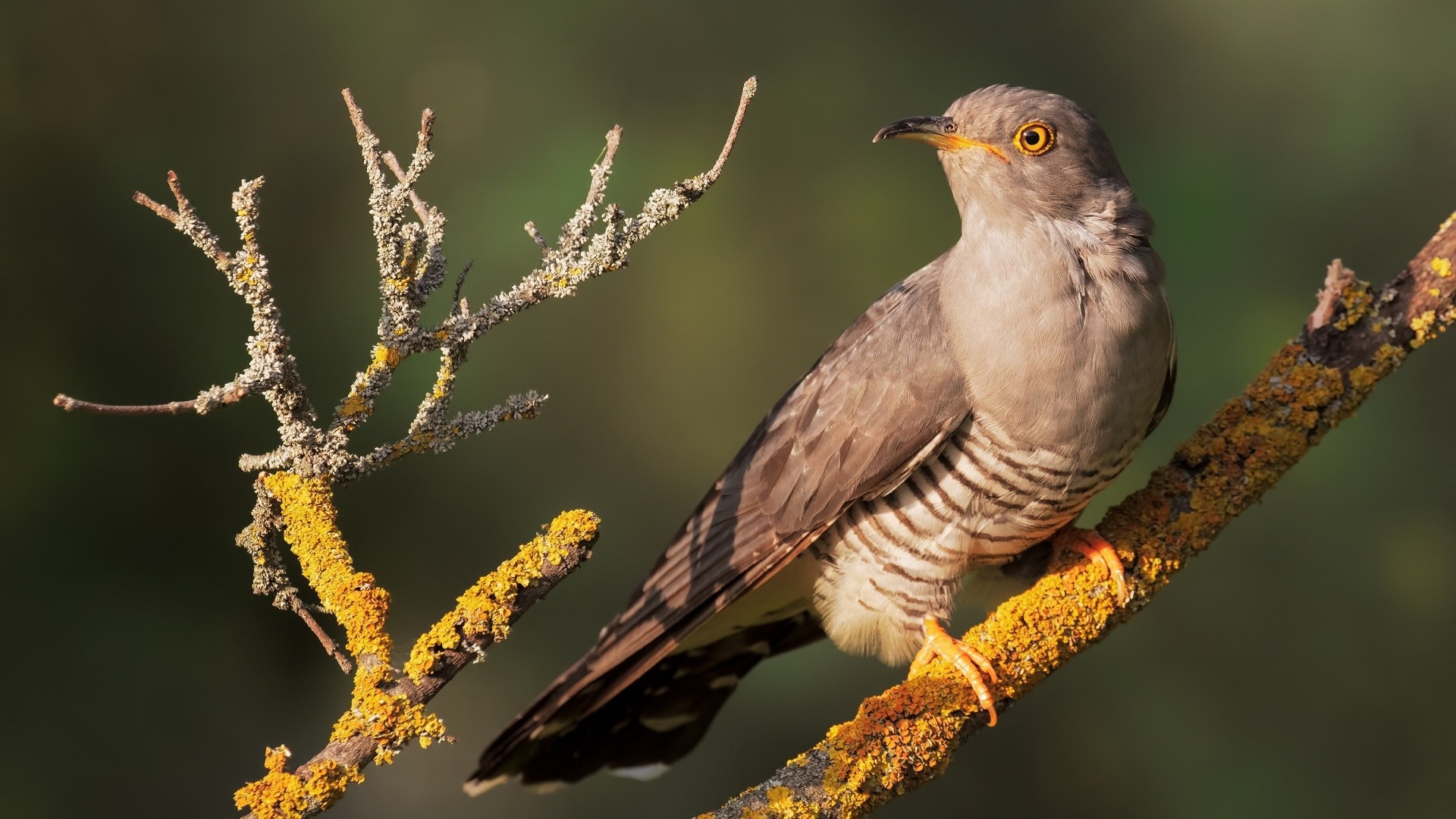 Graphic cuckoo wallpapers, Artistic avian, Nature-inspired, Aesthetic delight, 1920x1080 Full HD Desktop