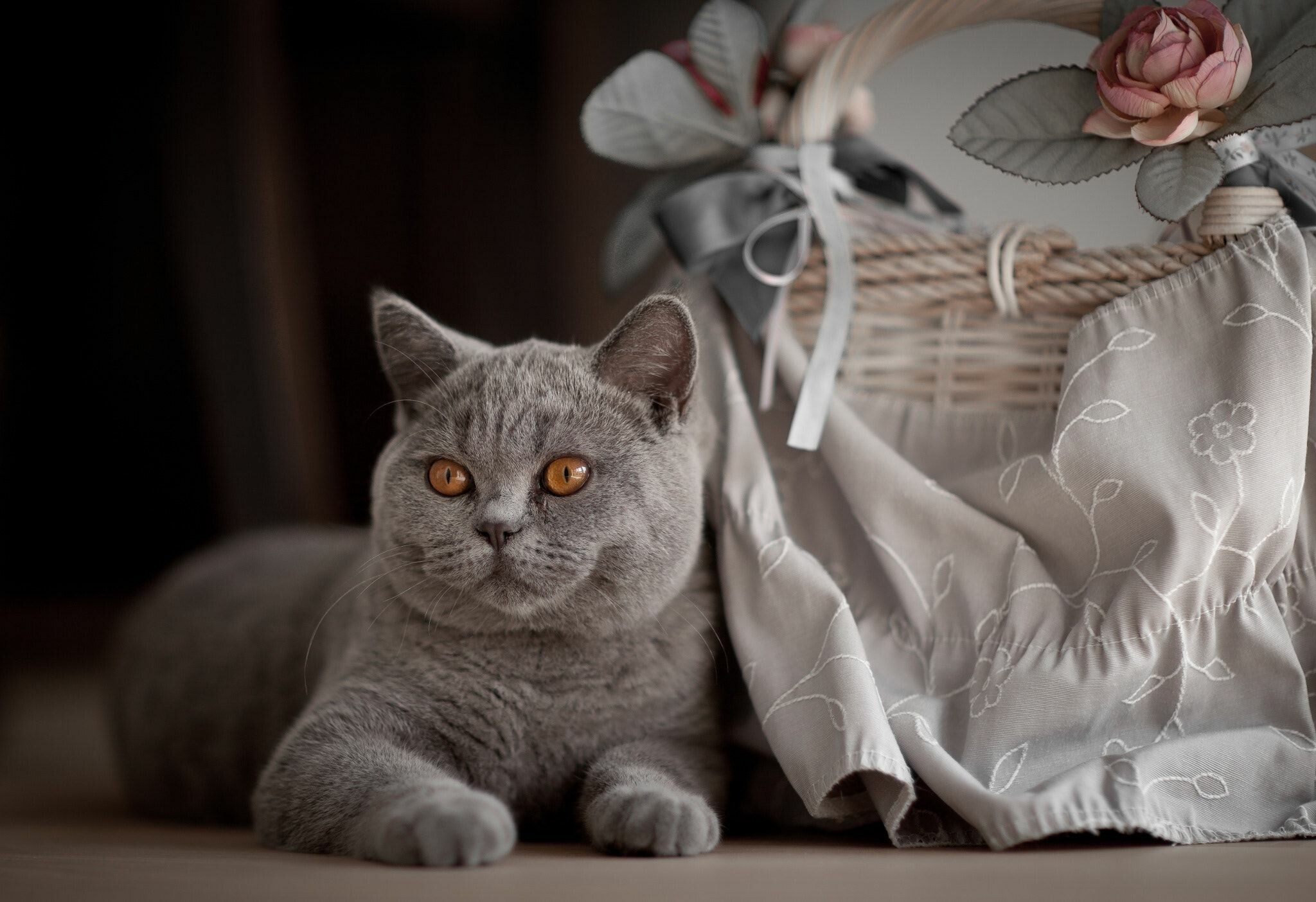 Lilac, British Shorthair Wallpaper, 2050x1410 HD Desktop