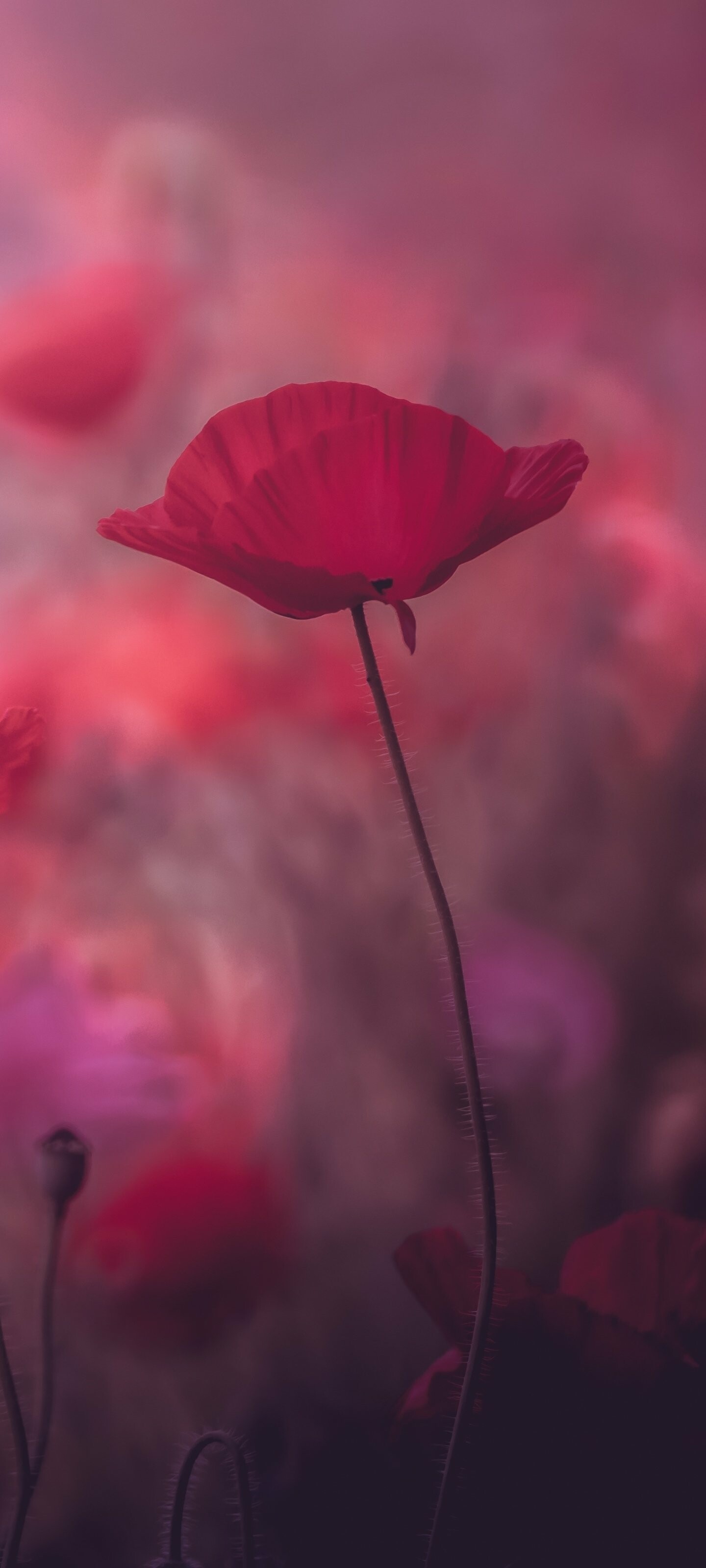 Poppy flowers, Bright red blooms, Fields of color, Symbol of remembrance, 1440x3200 HD Phone