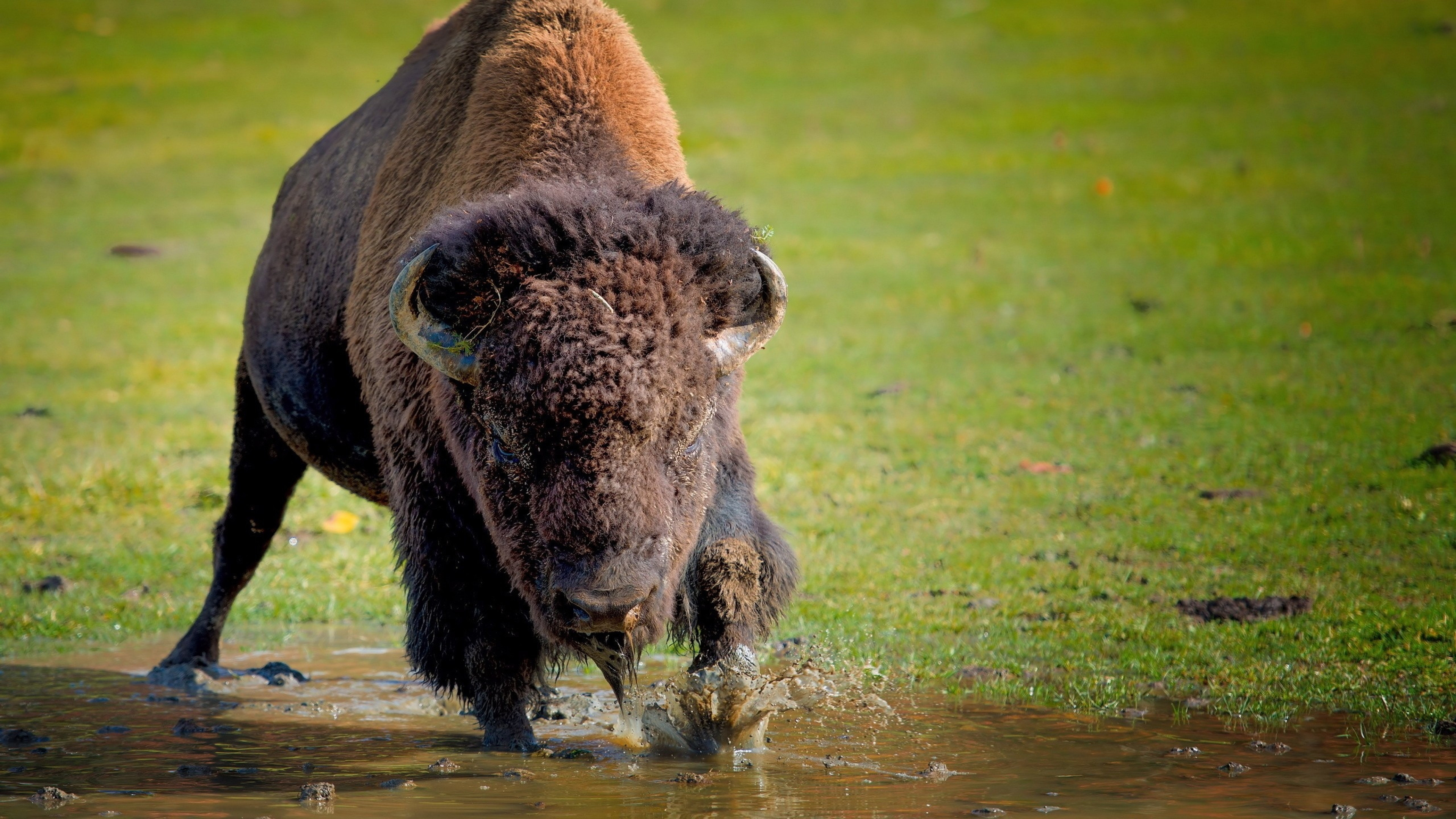 Bison's soulful gaze, HD wallpaper collection, Nature's magnificence, Wildlife fascination, 3840x2160 4K Desktop