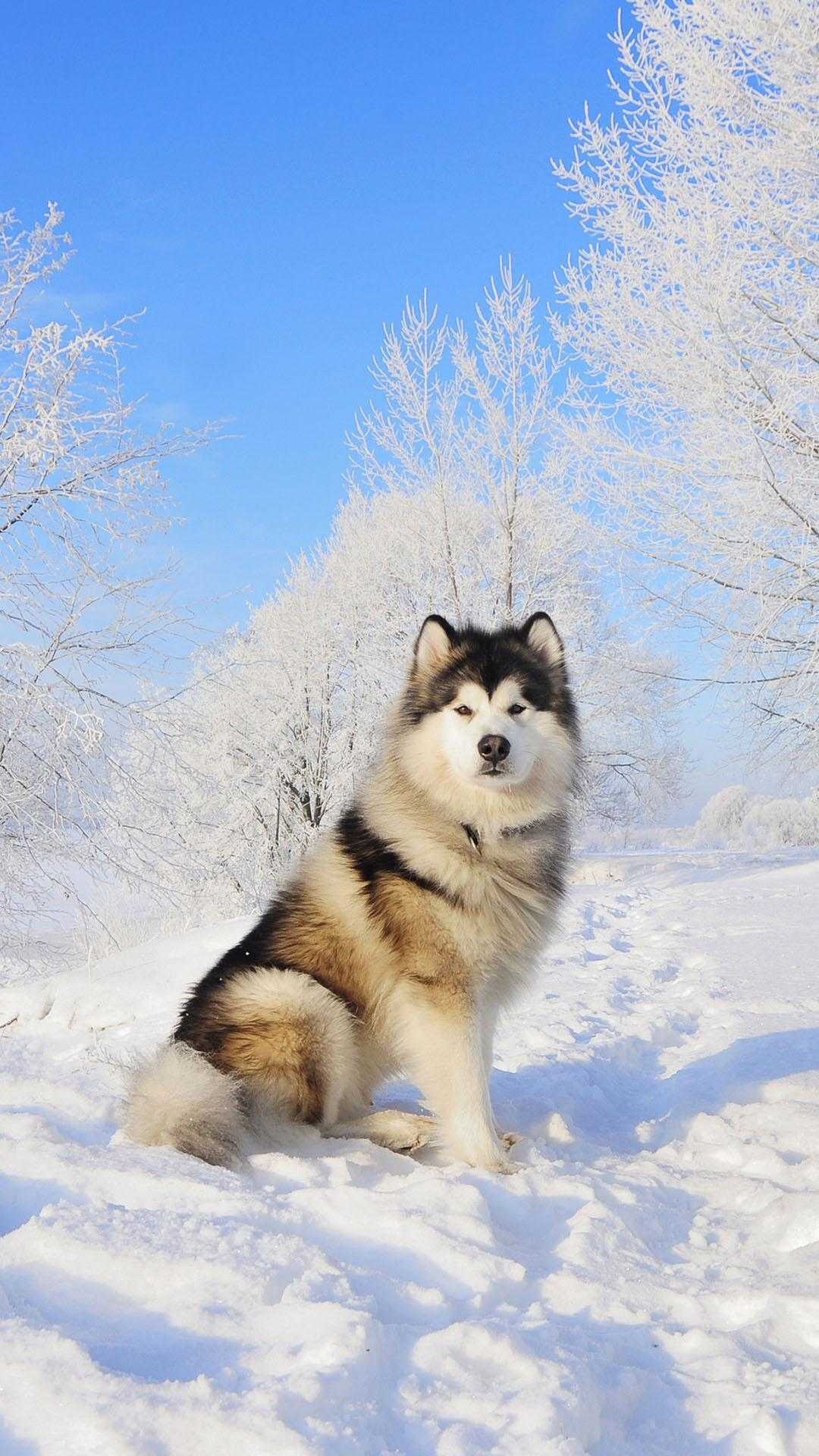 4k siberian husky, Impressive wallpaper, High resolution, Eye-catching, 1080x1920 Full HD Phone