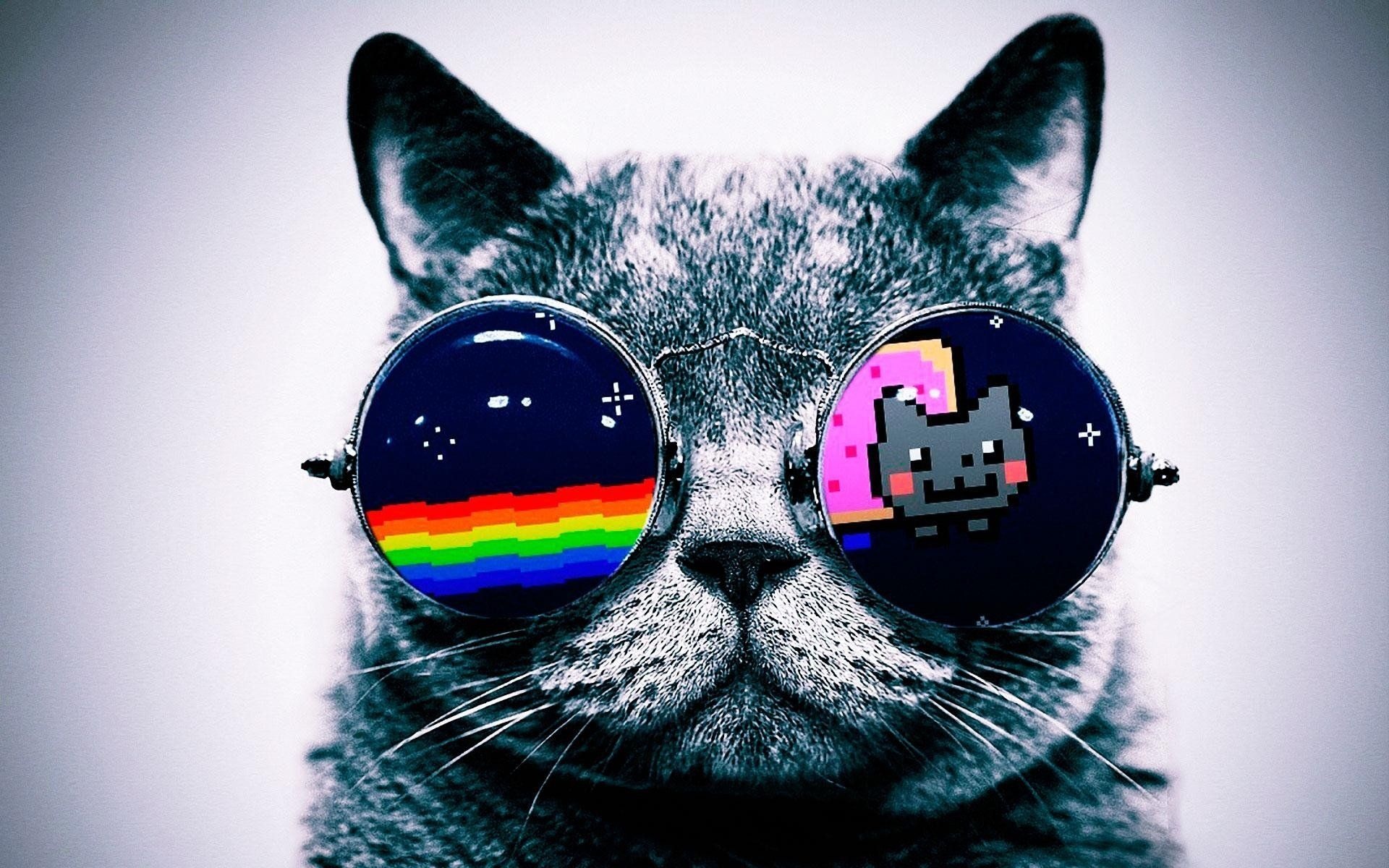 Cat, Hipster Wallpaper, 1920x1200 HD Desktop