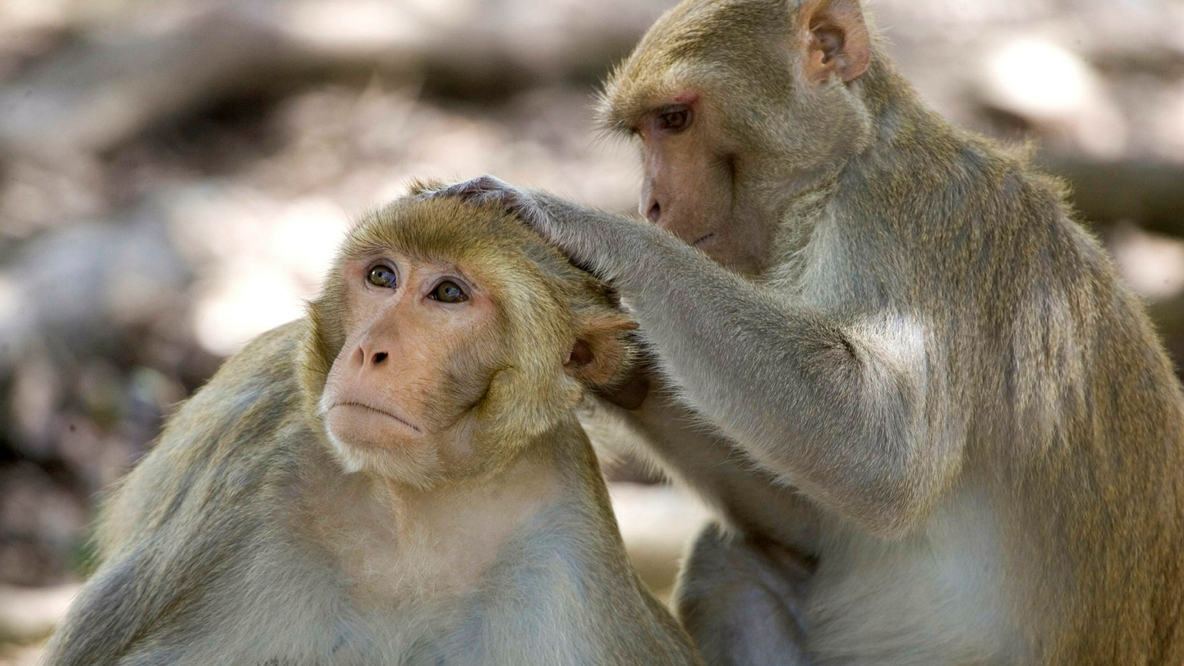 Stress aging, Monkeys and humans, Financial times, 2340x1320 HD Desktop