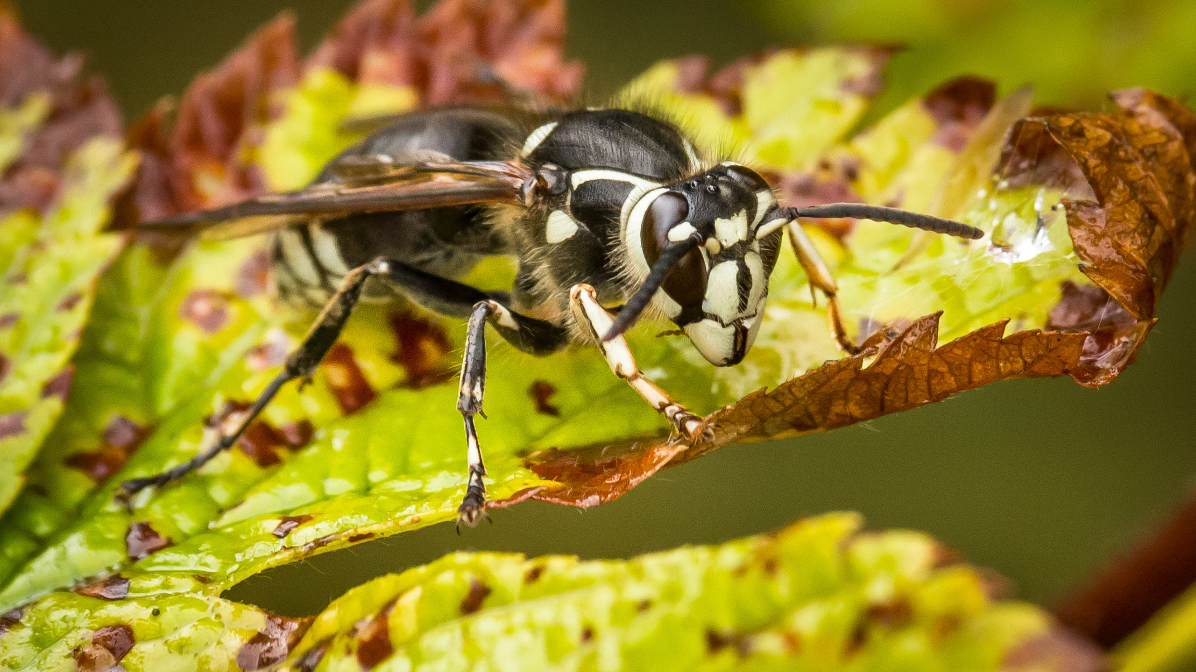 Bald-faced hornet, Wasp Wallpaper, 3840x2160 4K Desktop