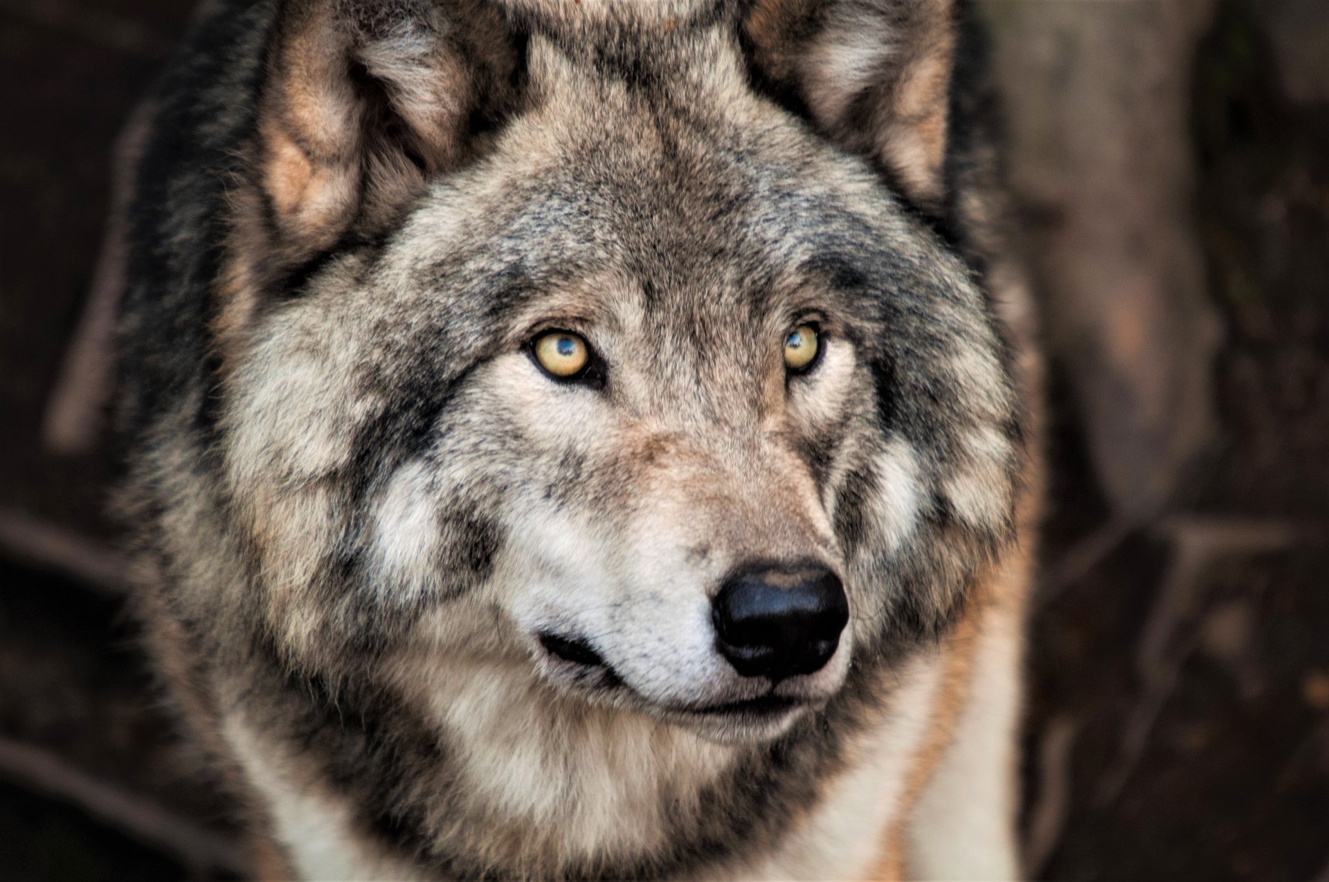 Gray Wolf, Grey wolf wallpapers, Hintergrnde, 1920x1280 HD Desktop