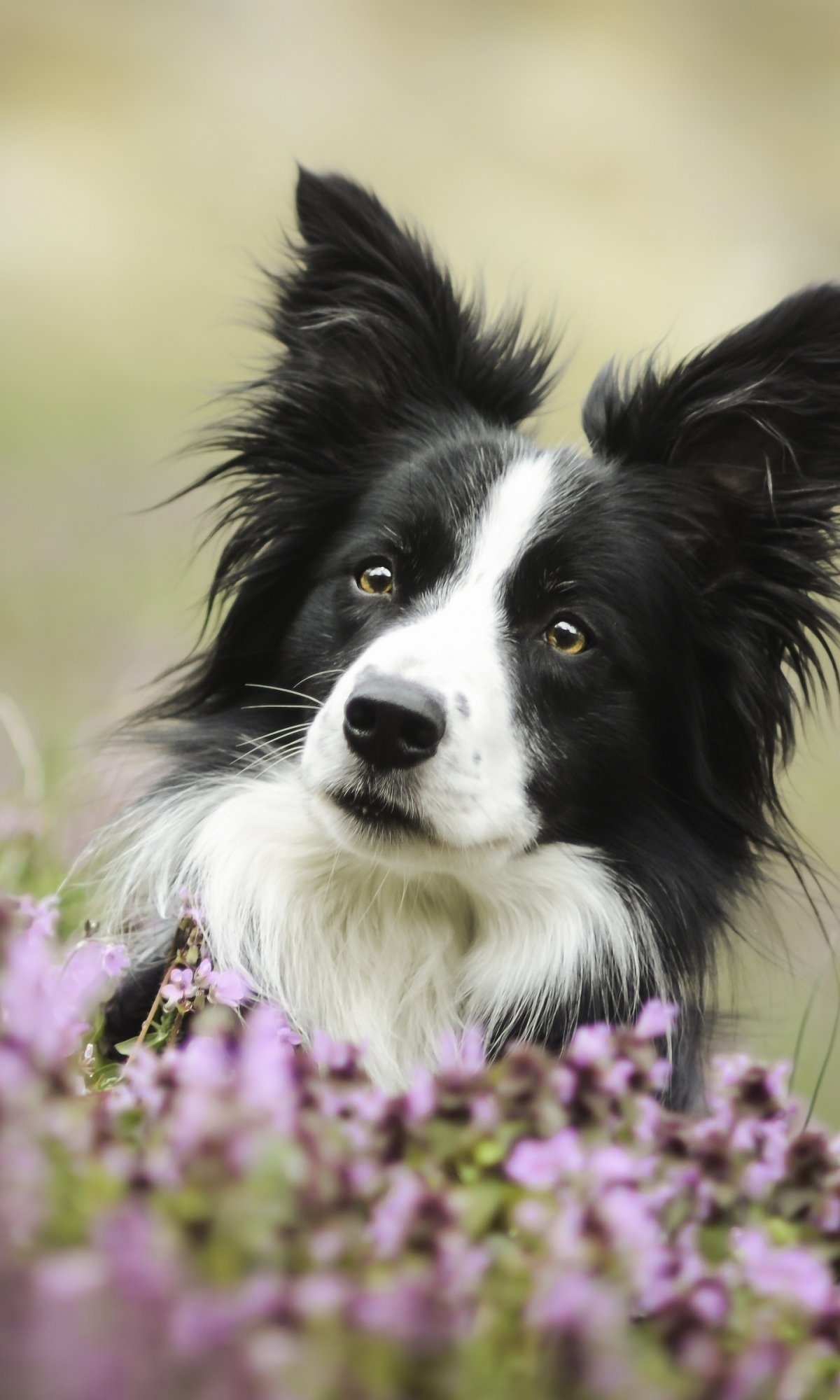 Animal, Border Collie, Canine species, Shepherd dog, 1200x2000 HD Phone